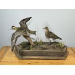TAXIDERMY: A MOUNTED PAIR OF GOLDEN PLOVER IN A NATURALISTIC SETTING, W 60 X H 34CM.