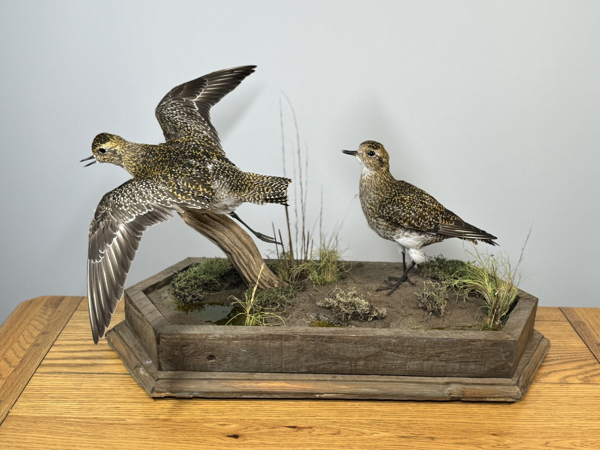 TAXIDERMY: A MOUNTED PAIR OF GOLDEN PLOVER IN A NATURALISTIC SETTING, W 60 X H 34CM.