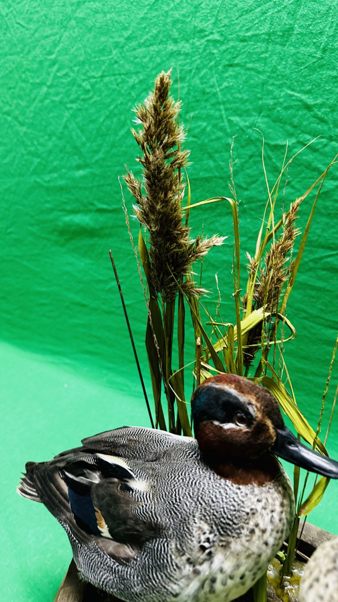 TAXIDERMY: A PAIR OF MOUNTED TEAL IN A NATURALISTIC SETTING, W 55 X H 44CM. - Image 11 of 18