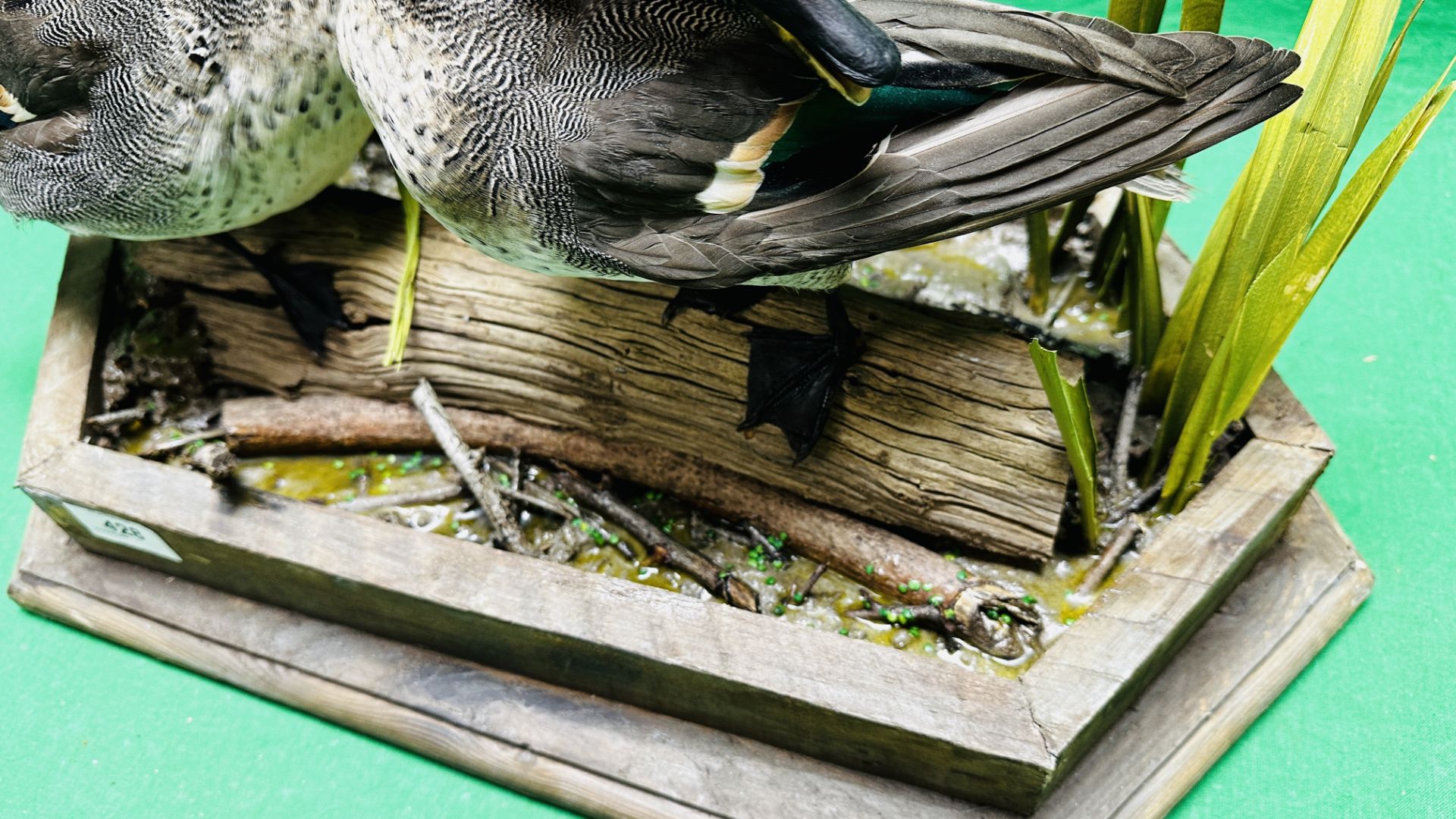 TAXIDERMY: A PAIR OF MOUNTED TEAL IN A NATURALISTIC SETTING, W 55 X H 44CM. - Image 16 of 18