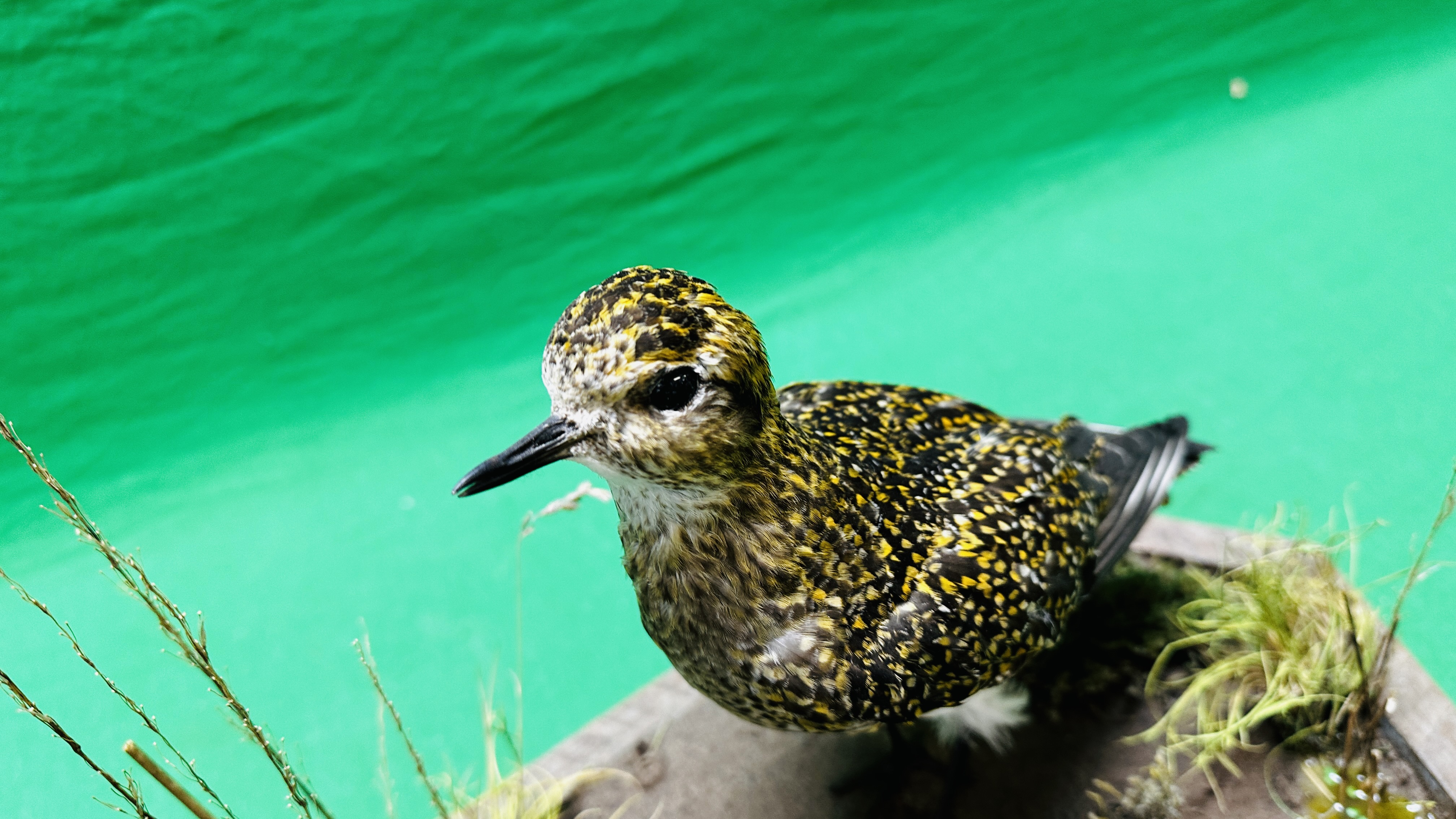 TAXIDERMY: A MOUNTED PAIR OF GOLDEN PLOVER IN A NATURALISTIC SETTING, W 60 X H 34CM. - Bild 7 aus 12