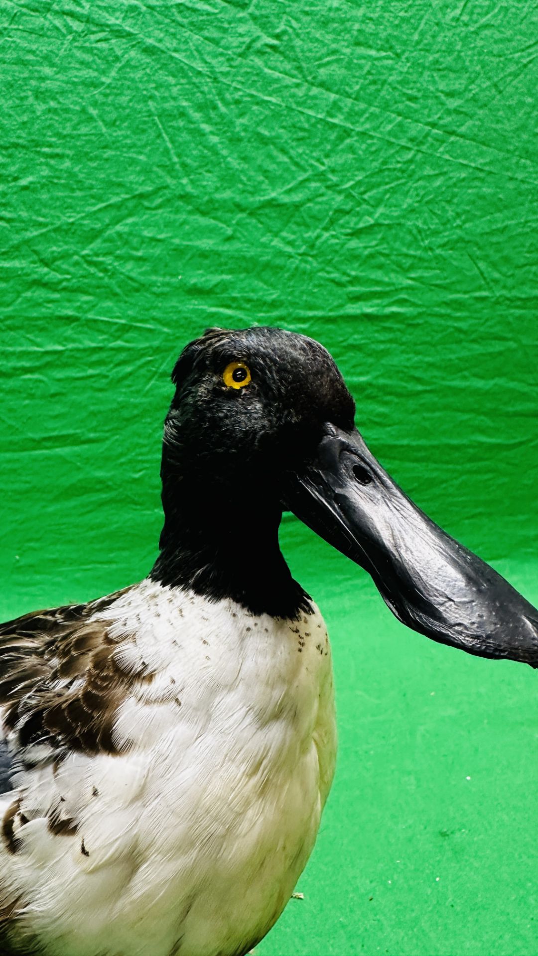 TAXIDERMY: A MOUNTED SHOVELER DUCK, W 32 X H 29CM. - Image 3 of 12
