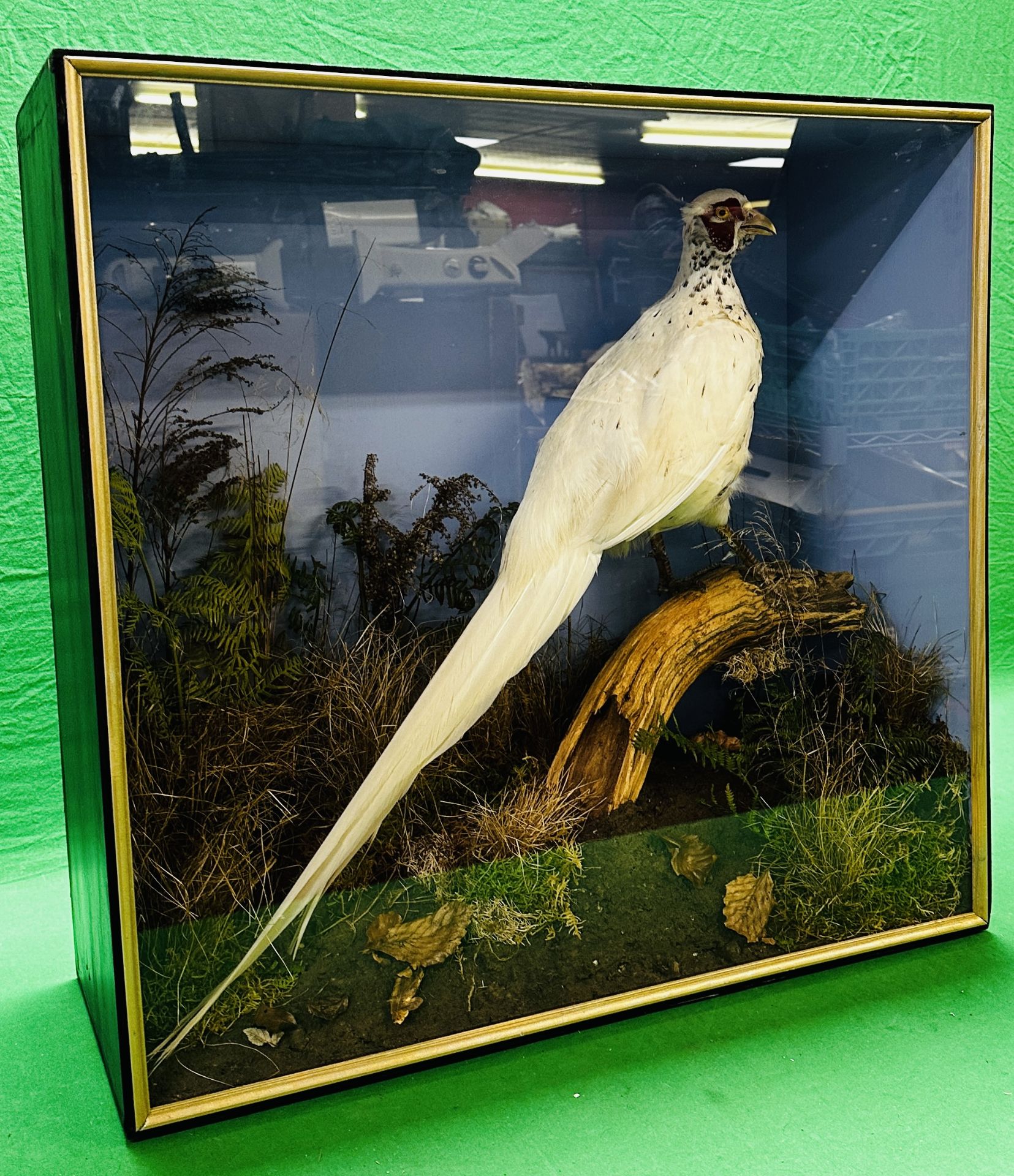 TAXIDERMY: A CASED STUDY OF A WHITE PHEASANT IN A NATURALISTIC SETTING, W 72 X D 29 X H 70CM. - Image 9 of 12
