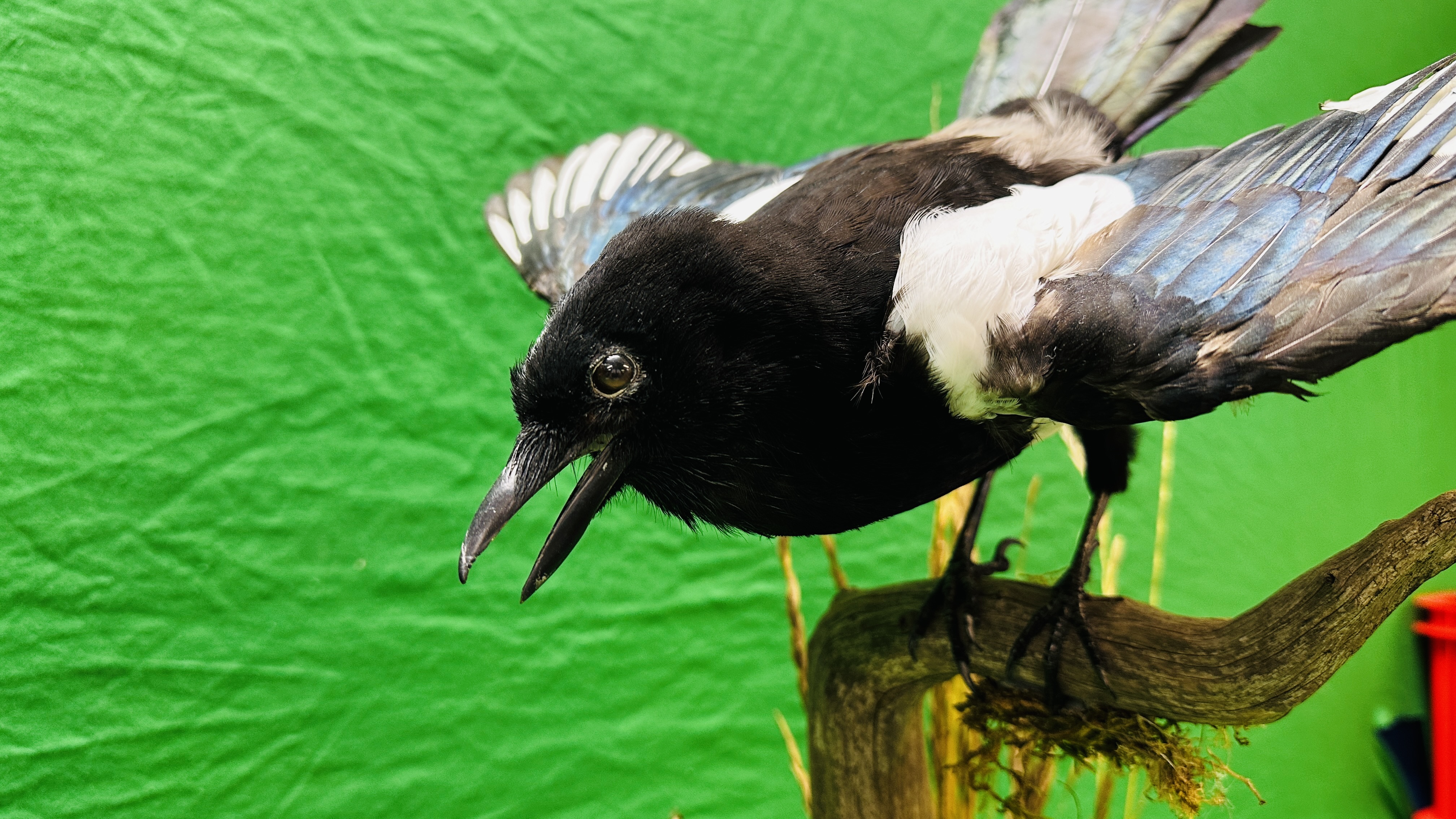 TAXIDERMY: A PAIR OF MOUNTED MAGPIES IN A NATURALISTIC SETTING, W 71 X D 28 X H 65CM. - Bild 4 aus 17
