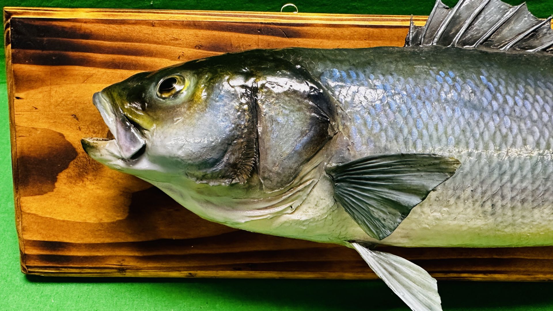 TAXIDERMY: A WALL MOUNTED STUDY OF A SEA BASS, W 71 X H 19CM. - Image 2 of 8