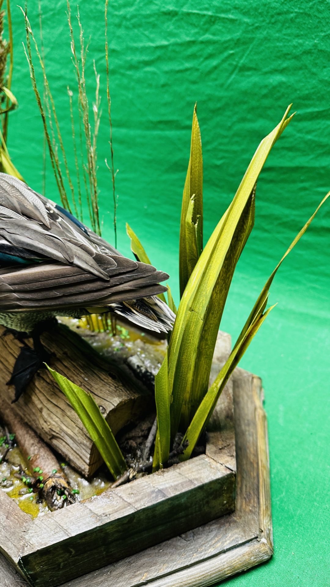 TAXIDERMY: A PAIR OF MOUNTED TEAL IN A NATURALISTIC SETTING, W 55 X H 44CM. - Image 10 of 18