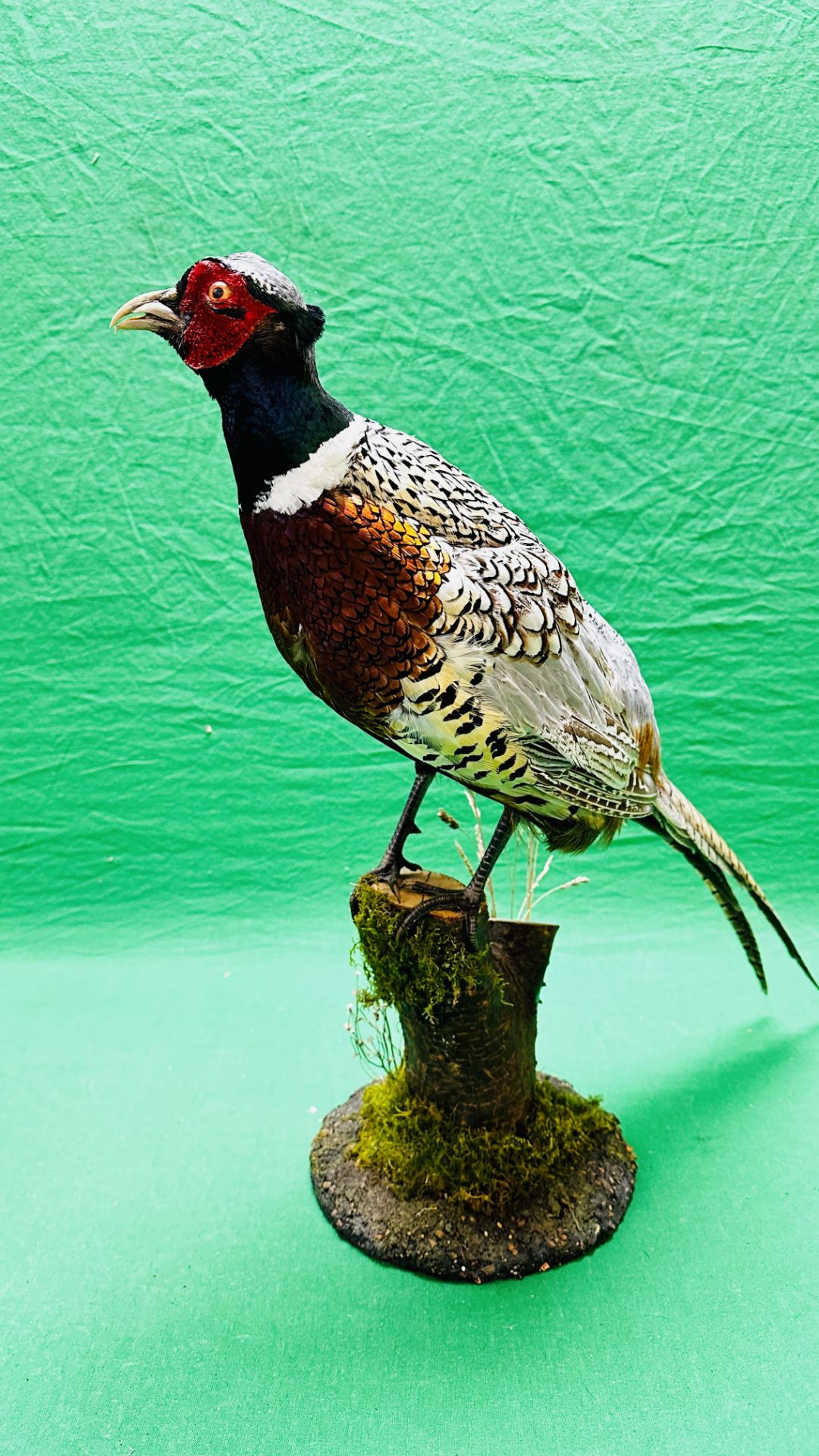 TAXIDERMY: A MOUNTED PHEASANT IN A NATURALISTIC SETTING, H 53CM. - Image 11 of 16