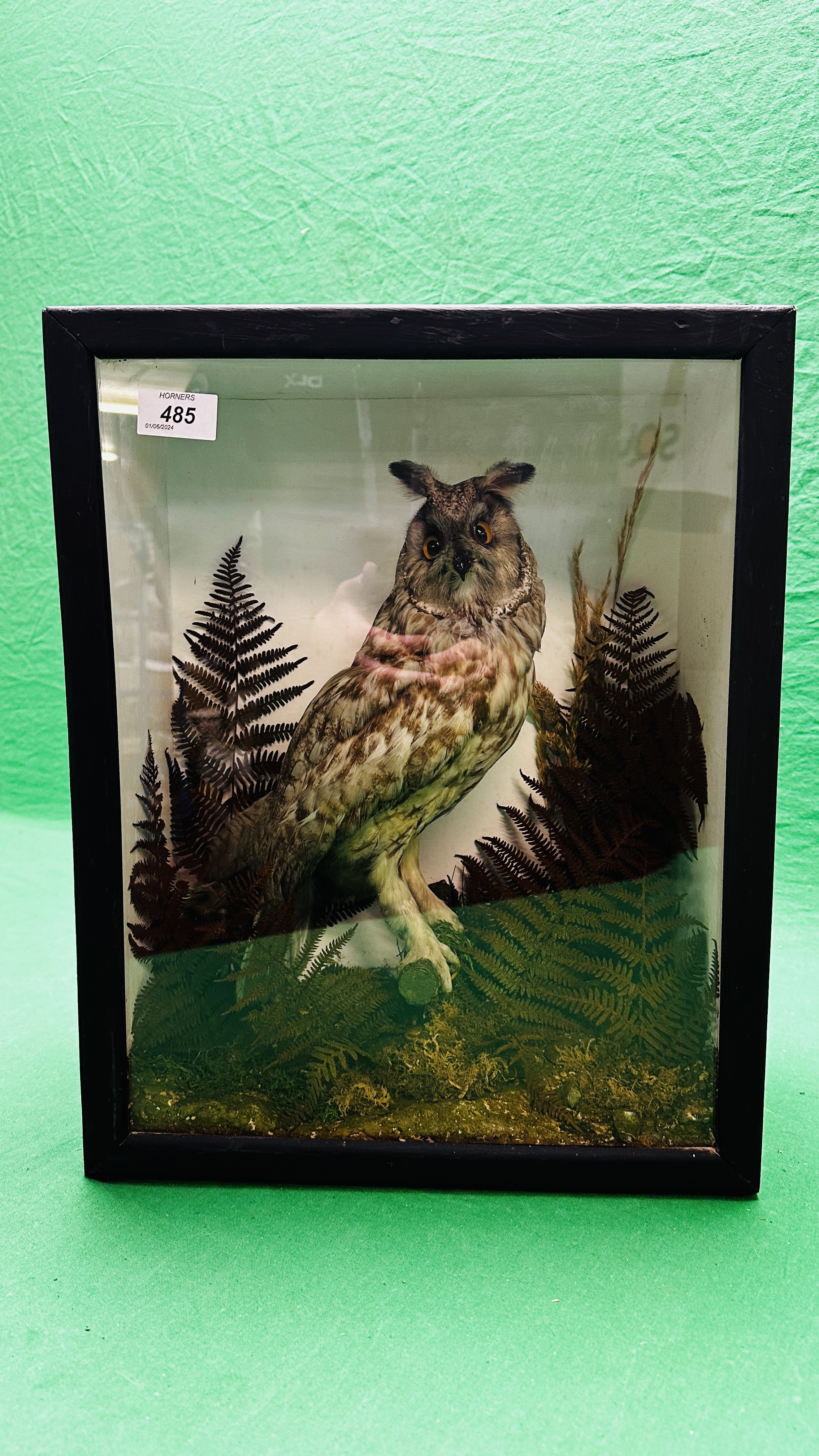 TAXIDERMY: A MOUNTED VICTORIAN STUDY OF A LONG EARED OWL IN A LATER NATURALISTIC GLAZED CASE. - Image 2 of 7