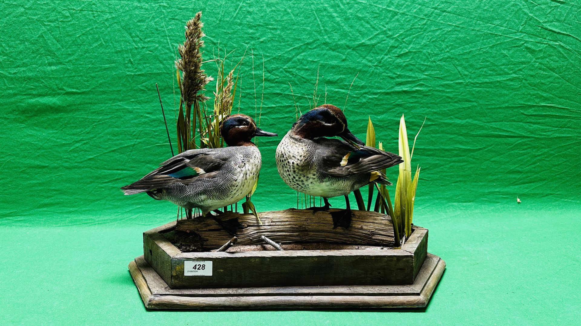 TAXIDERMY: A PAIR OF MOUNTED TEAL IN A NATURALISTIC SETTING, W 55 X H 44CM. - Image 2 of 18