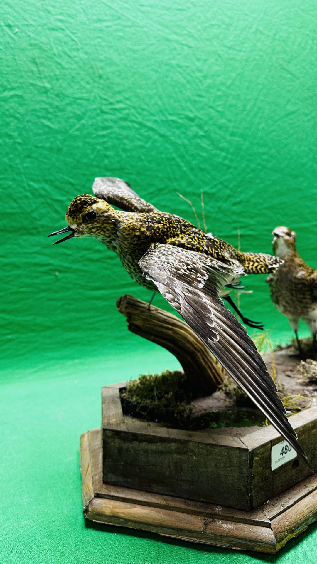TAXIDERMY: A MOUNTED PAIR OF GOLDEN PLOVER IN A NATURALISTIC SETTING, W 60 X H 34CM. - Image 3 of 12