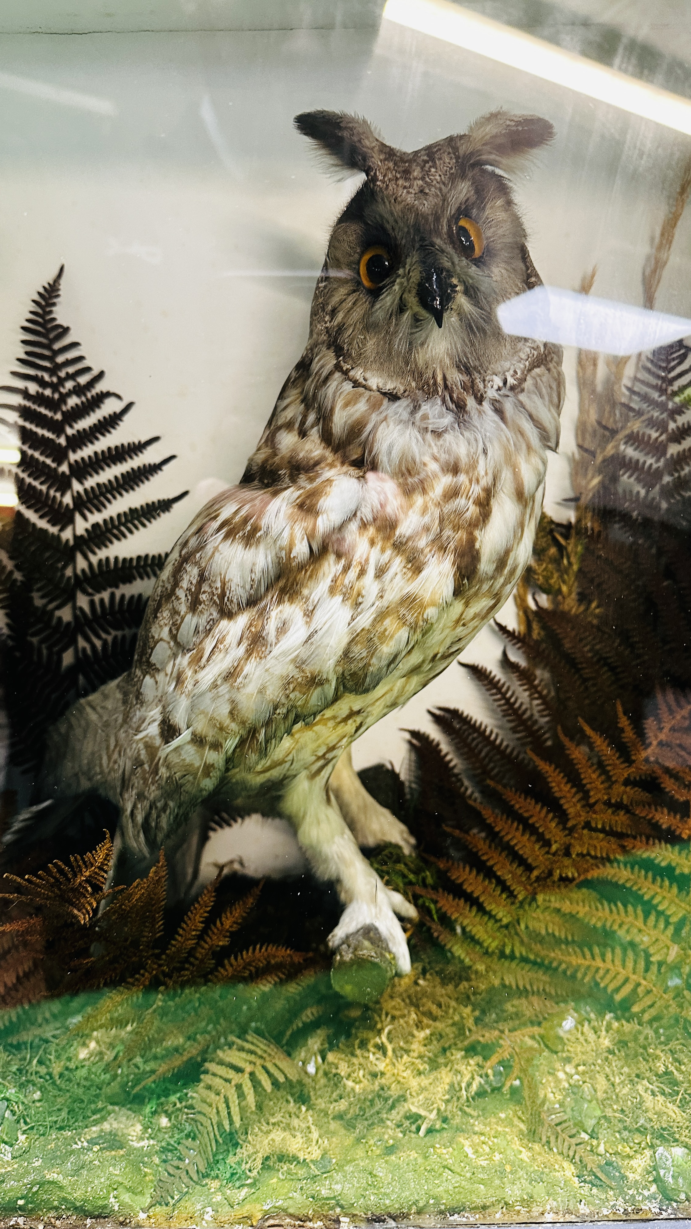 TAXIDERMY: A MOUNTED VICTORIAN STUDY OF A LONG EARED OWL IN A LATER NATURALISTIC GLAZED CASE. - Image 3 of 7