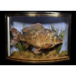 TAXIDERMY: A BOW FRONTED CASED STUDY OF A MOUNTED CARP IN A NATURALISTIC SETTING,