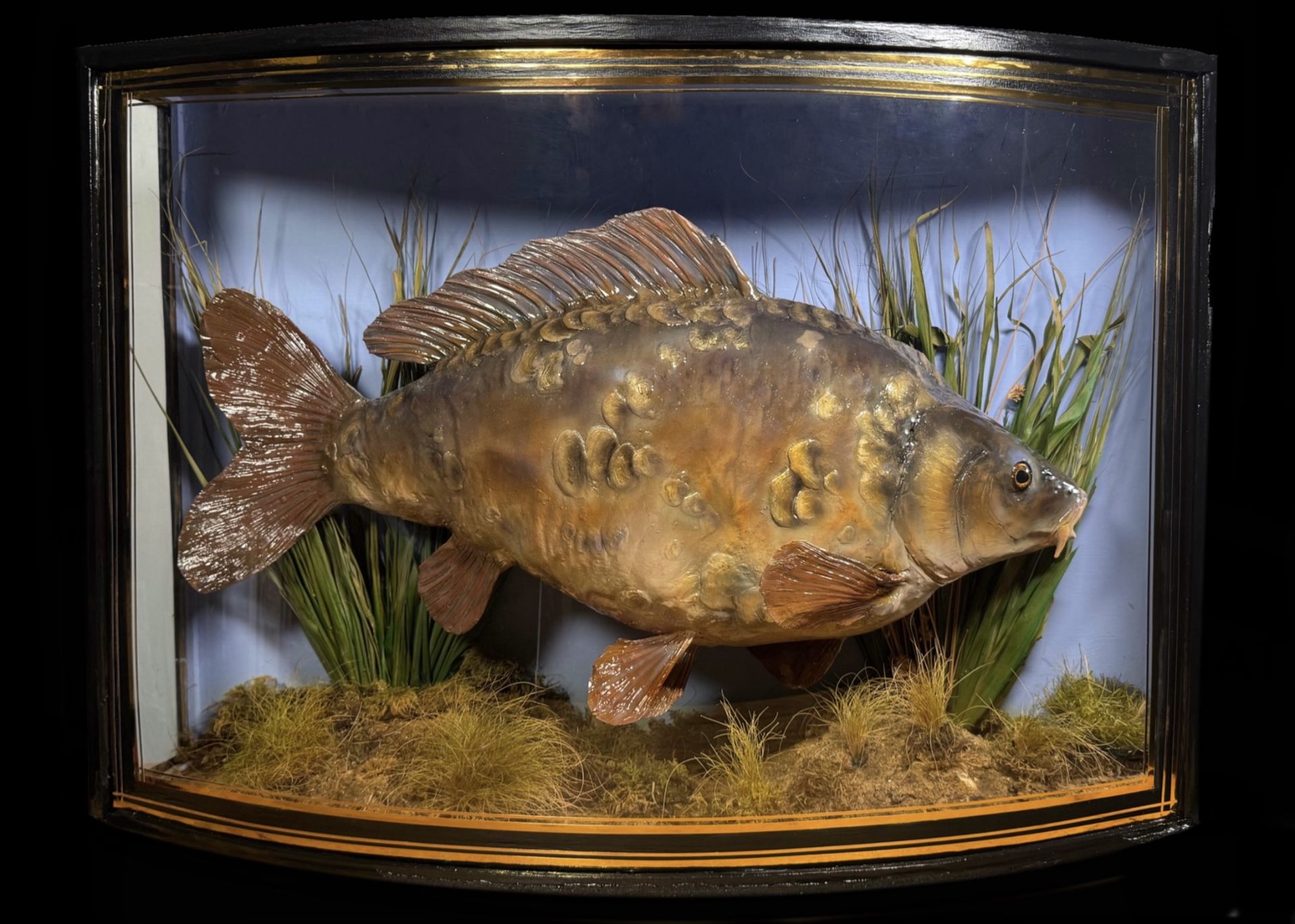TAXIDERMY: A BOW FRONTED CASED STUDY OF A MOUNTED CARP IN A NATURALISTIC SETTING,