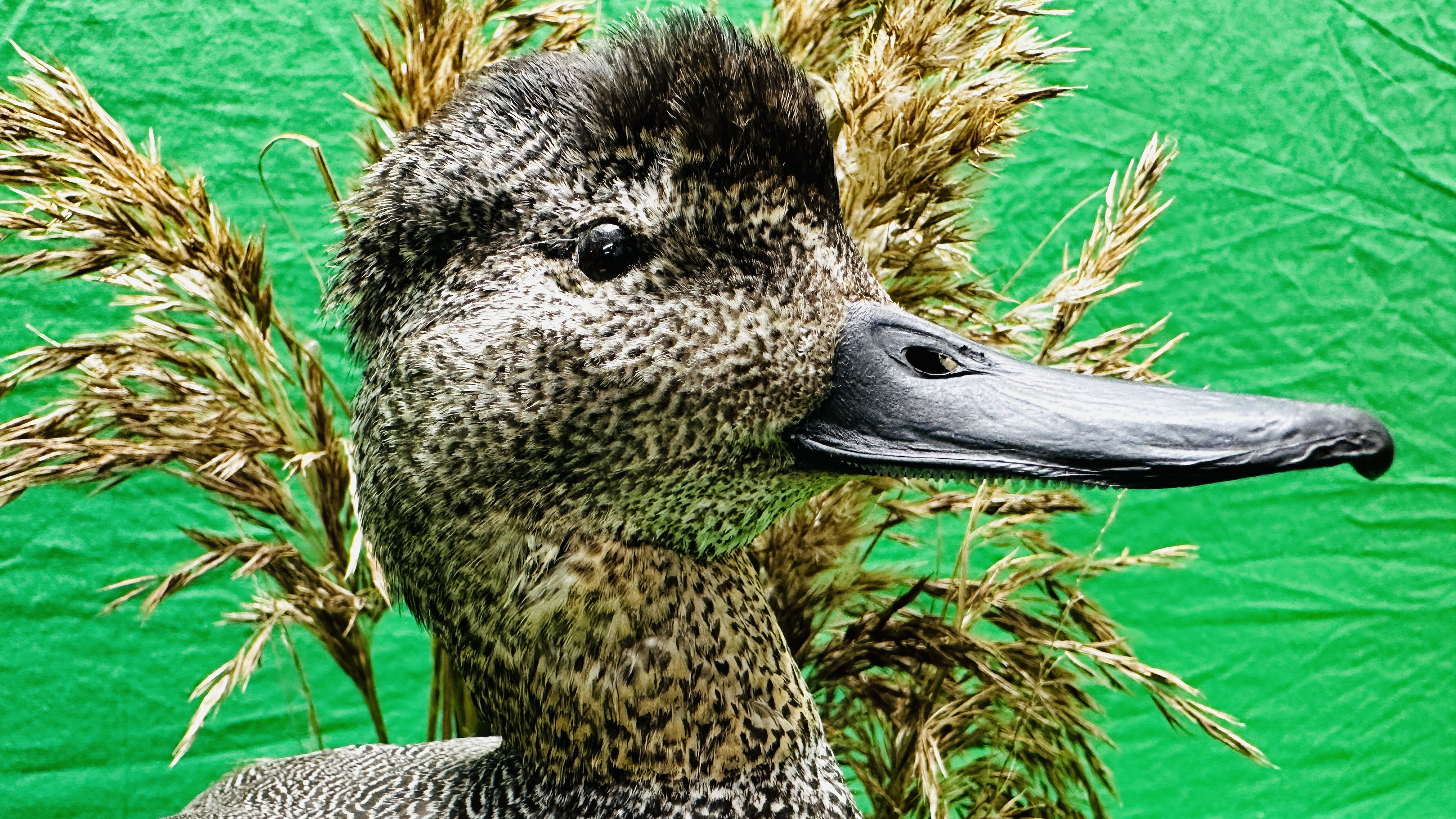 TAXIDERMY: A MOUNTED GADWALL IN A NATURALISTIC SETTING, W 31 X H 53CM. - Bild 10 aus 12