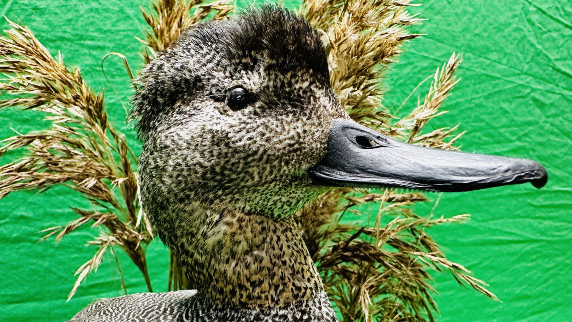 TAXIDERMY: A MOUNTED GADWALL IN A NATURALISTIC SETTING, W 31 X H 53CM. - Image 10 of 12