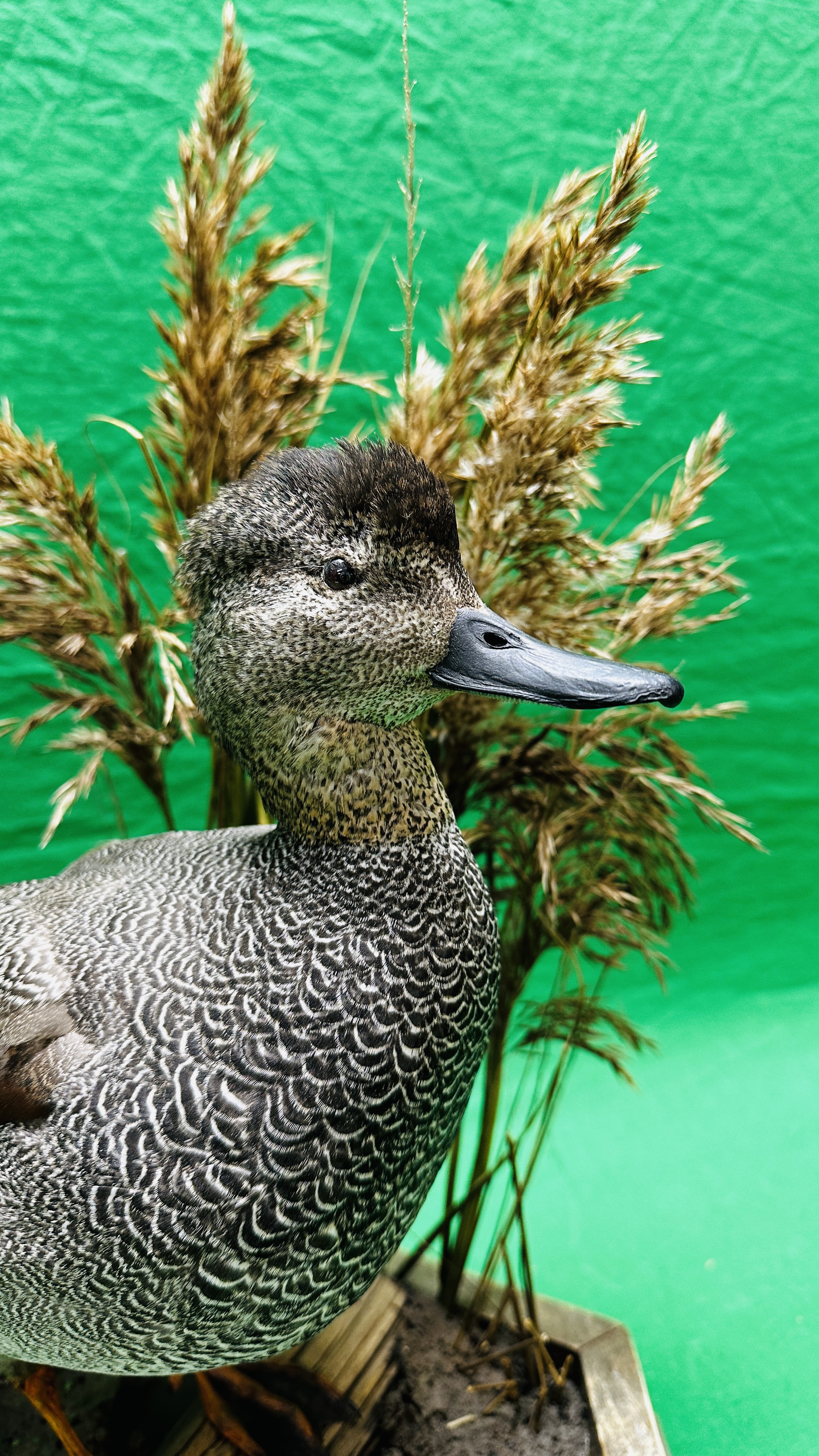 TAXIDERMY: A MOUNTED GADWALL IN A NATURALISTIC SETTING, W 31 X H 53CM. - Bild 4 aus 12