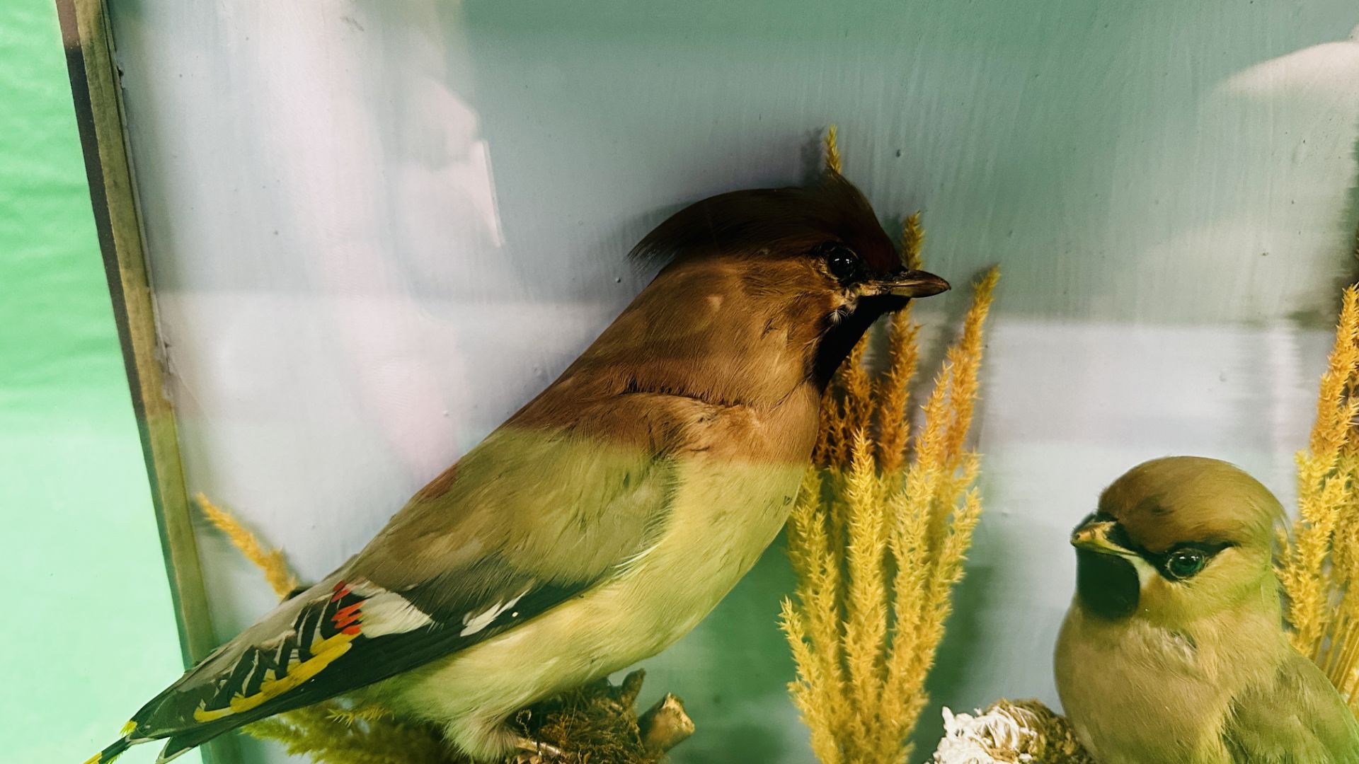 TAXIDERMY: A CASED STUDY OF A MOUNTED PAIR OF WAX WINGS IN A NATURALISTIC SETTING BEARING LABEL W. - Image 2 of 7