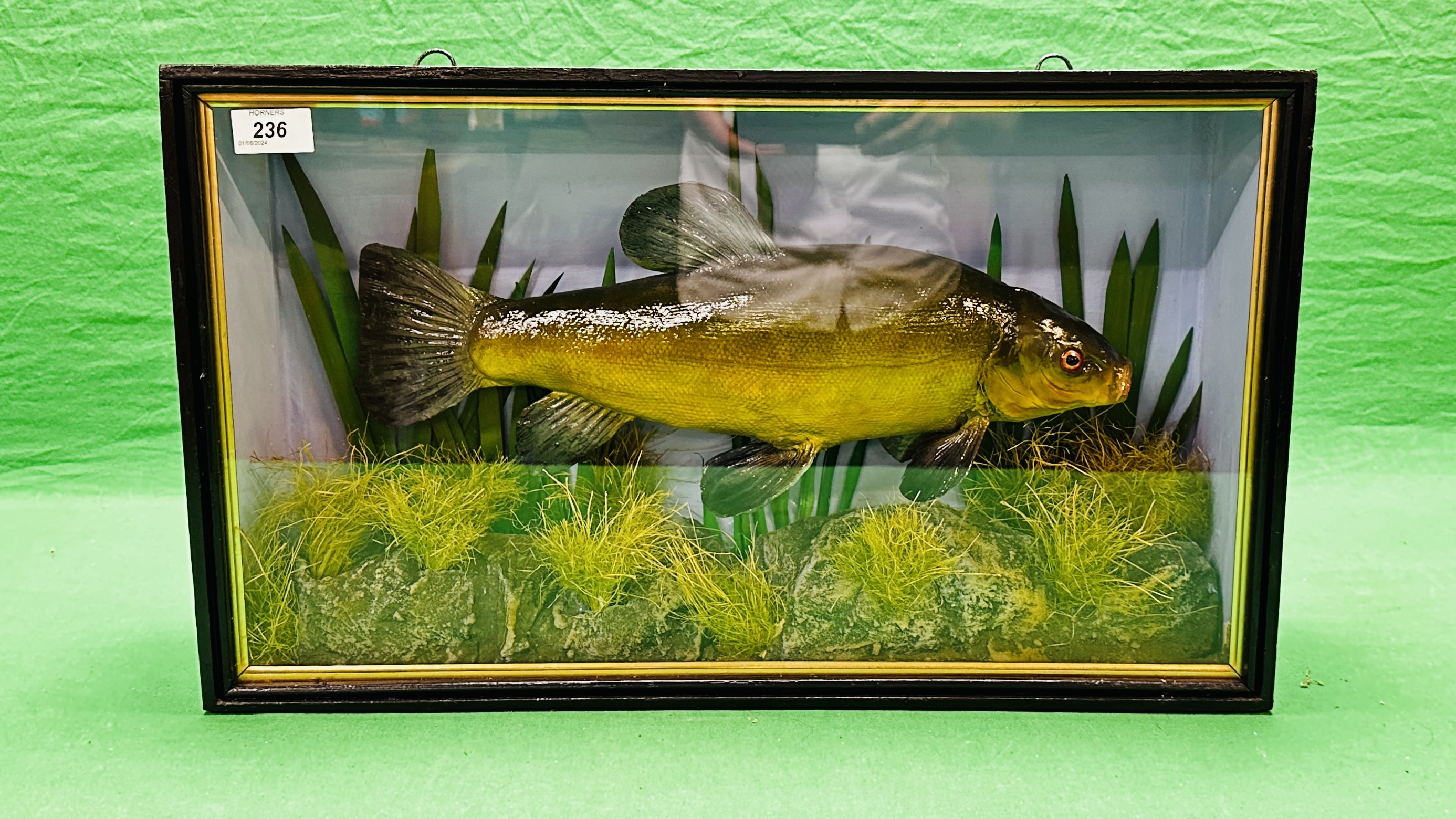 TAXIDERMY: A CASED STUDY OF A MOUNTED TENCH IN A NATURALISTIC SETTING, W 56 X D 13 X H 33CM. - Bild 2 aus 11