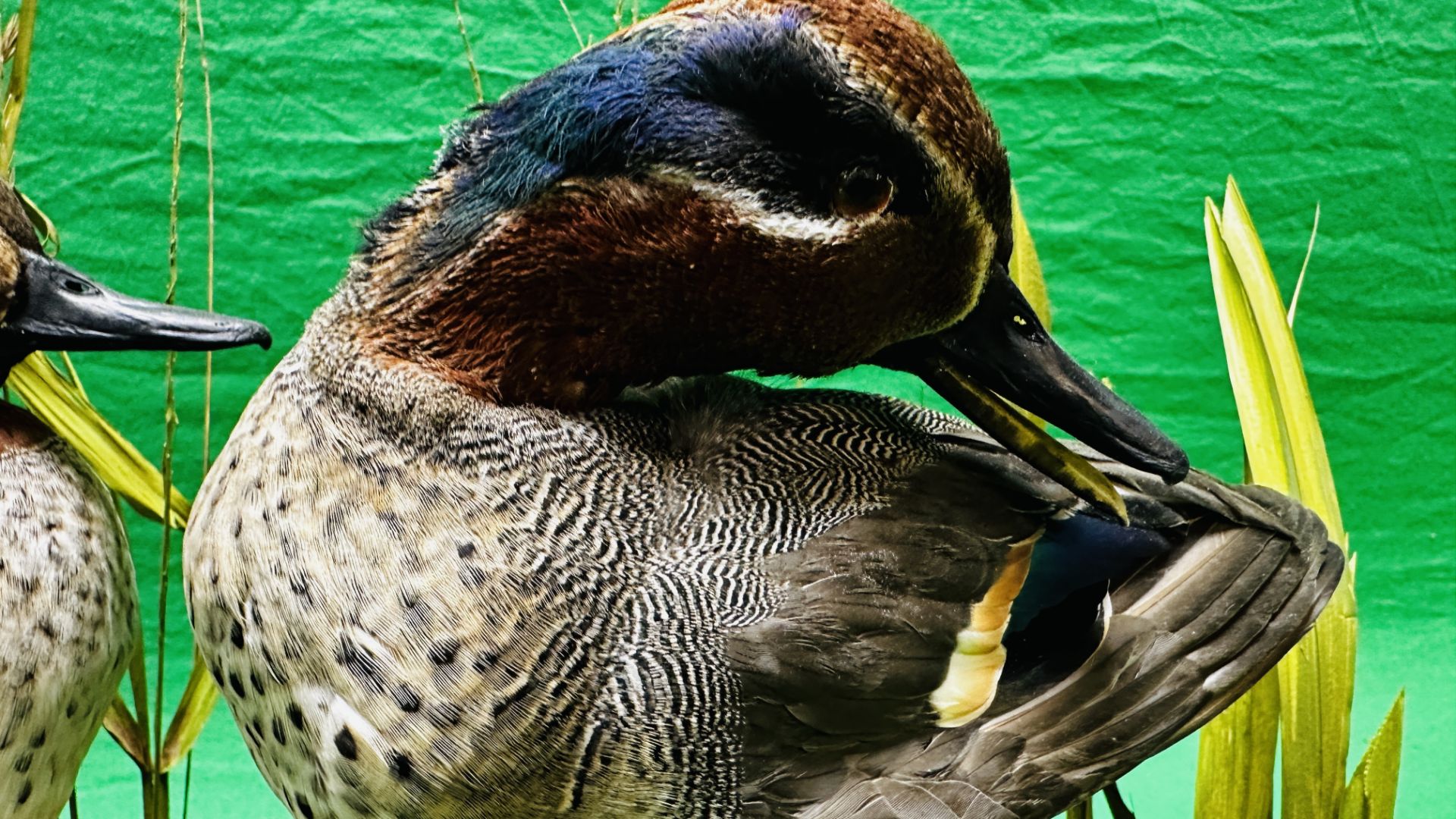 TAXIDERMY: A PAIR OF MOUNTED TEAL IN A NATURALISTIC SETTING, W 55 X H 44CM. - Image 7 of 18