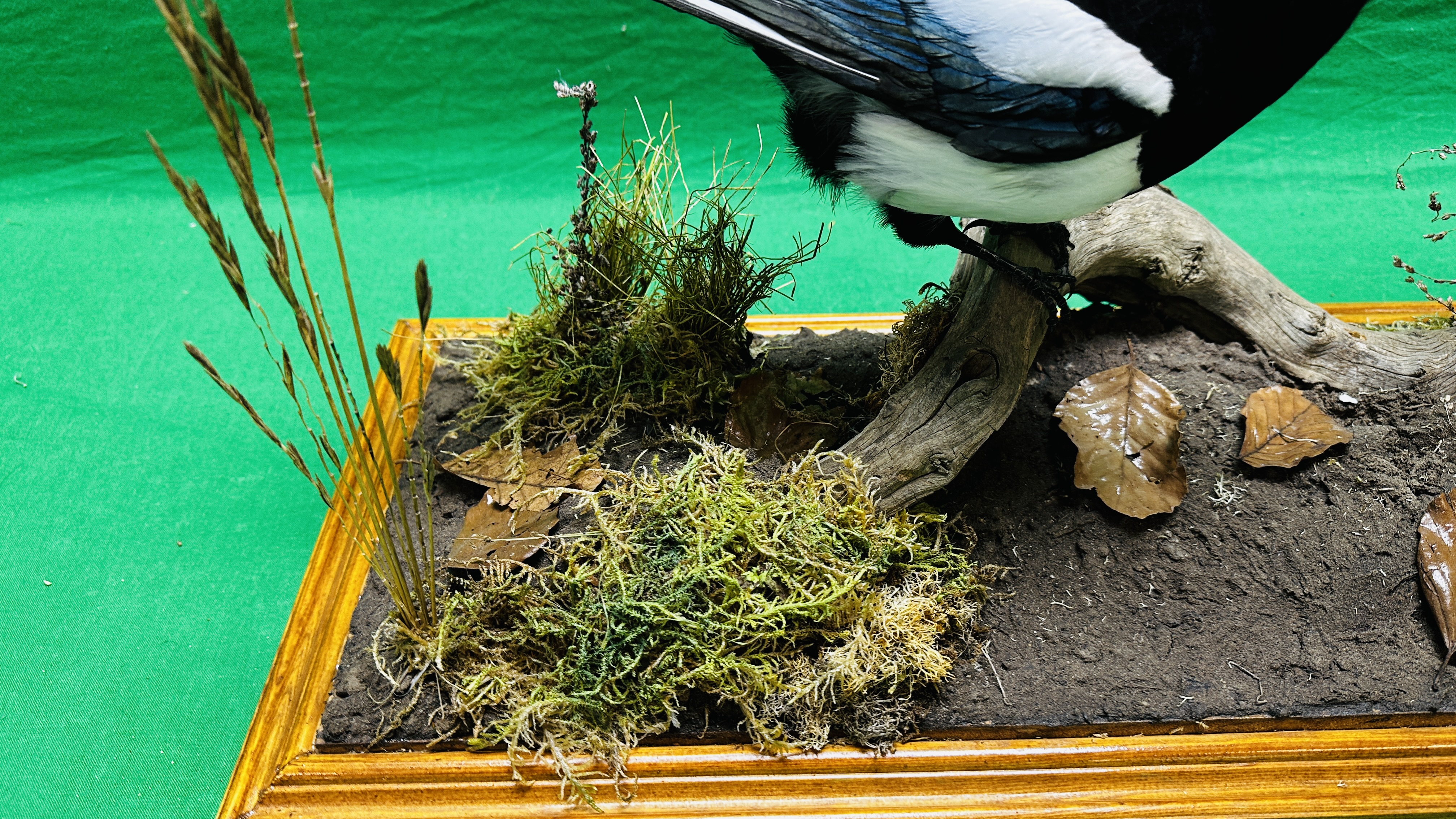 TAXIDERMY: A PAIR OF MOUNTED MAGPIES IN A NATURALISTIC SETTING, W 71 X D 28 X H 65CM. - Bild 7 aus 17