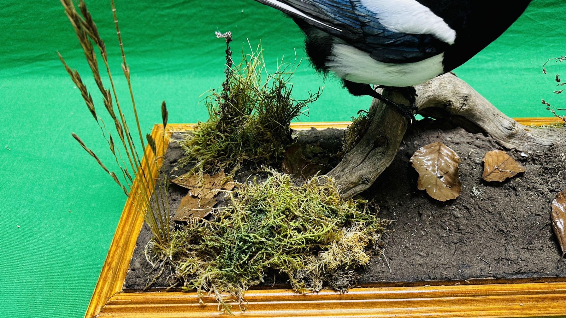 TAXIDERMY: A PAIR OF MOUNTED MAGPIES IN A NATURALISTIC SETTING, W 71 X D 28 X H 65CM. - Image 7 of 17