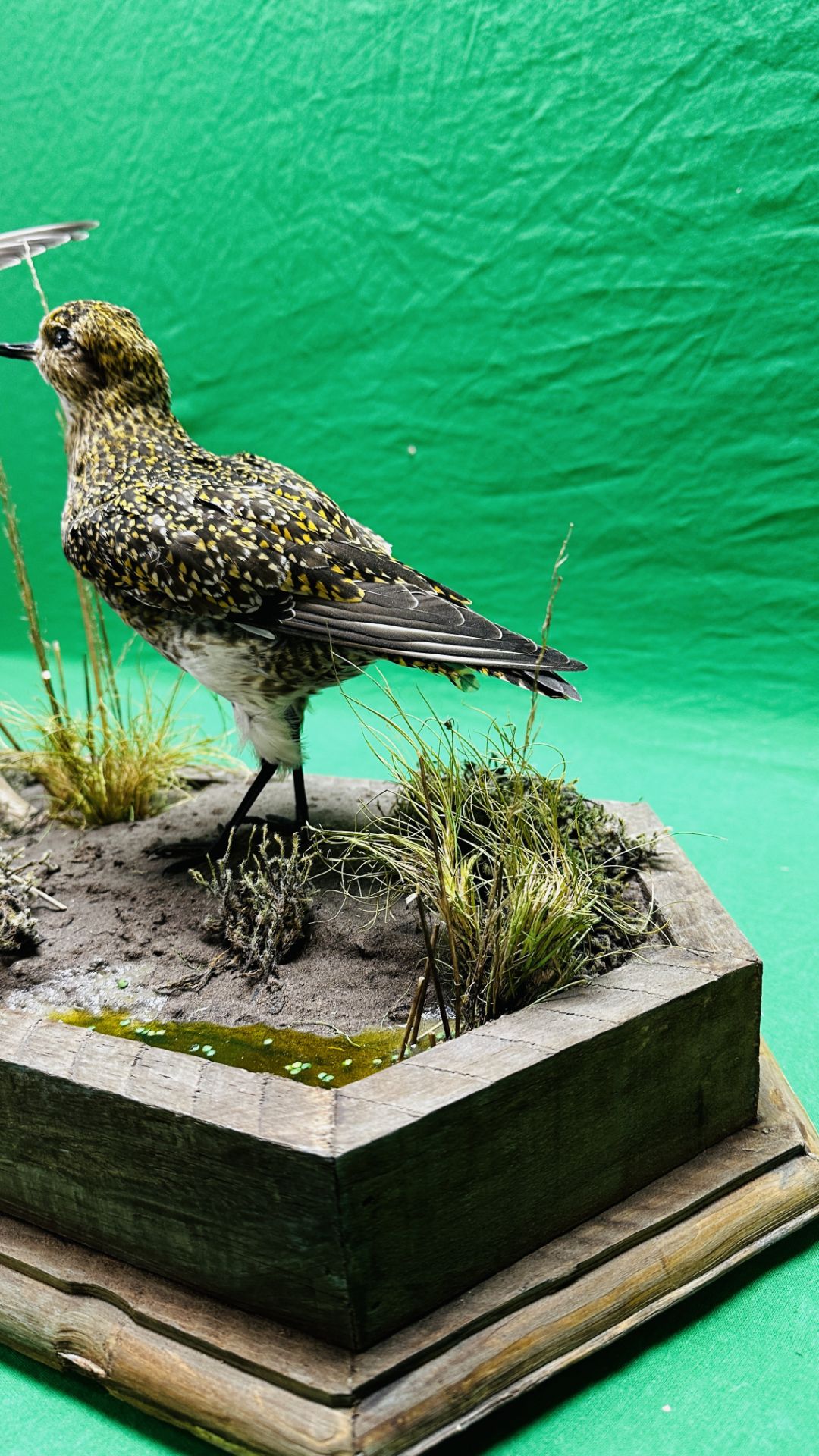 TAXIDERMY: A MOUNTED PAIR OF GOLDEN PLOVER IN A NATURALISTIC SETTING, W 60 X H 34CM. - Image 11 of 12