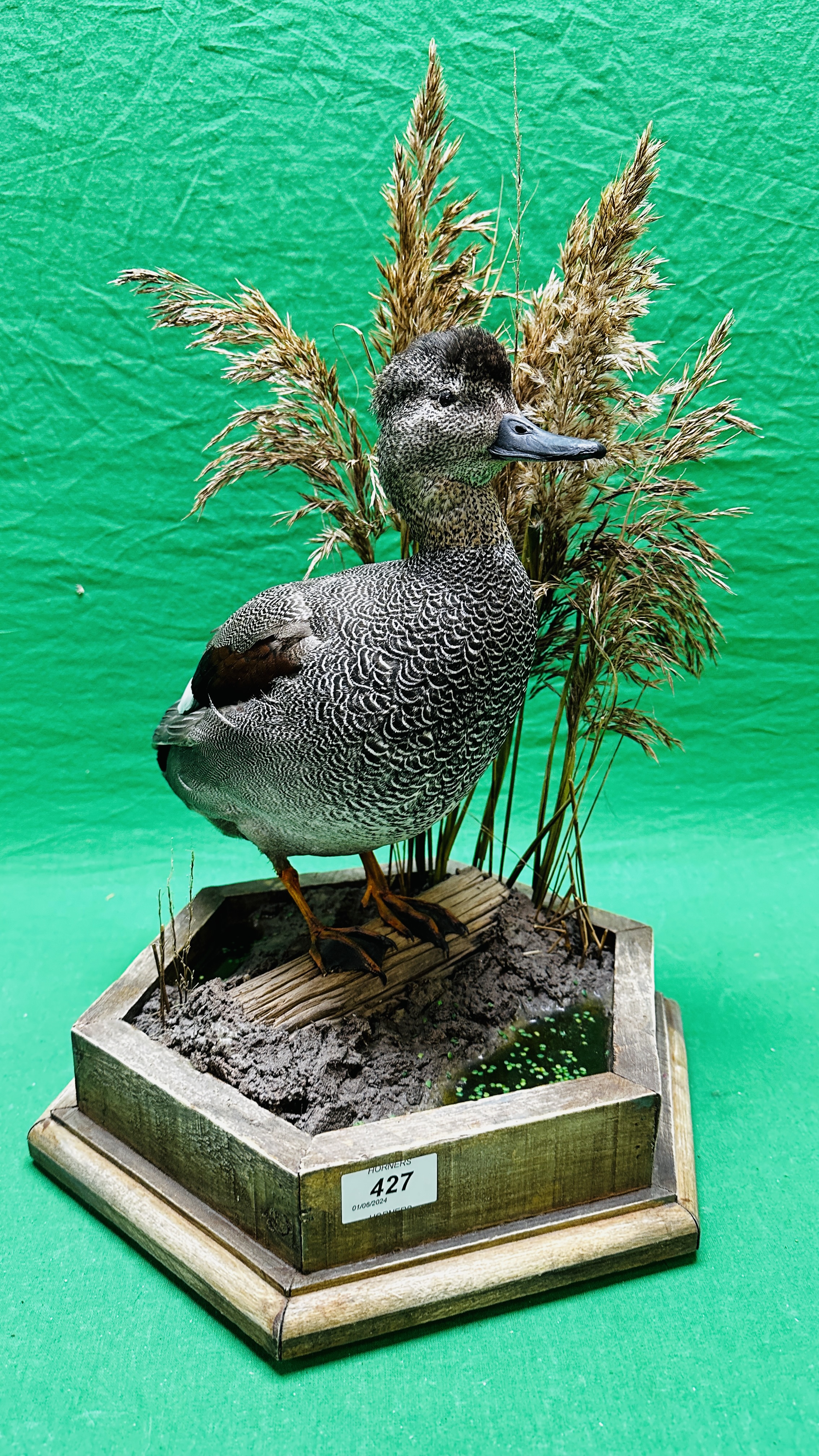 TAXIDERMY: A MOUNTED GADWALL IN A NATURALISTIC SETTING, W 31 X H 53CM.