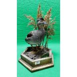 TAXIDERMY: A MOUNTED GADWALL IN A NATURALISTIC SETTING, W 31 X H 53CM.