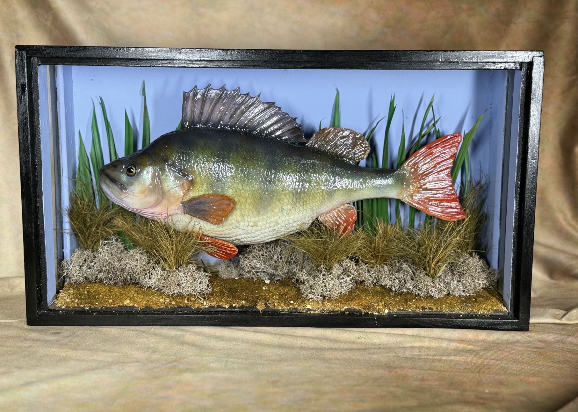 TAXIDERMY: A CASED STUDY OF A MOUNTED PERCH IN A NATURALISTIC SETTING, W 56 X D 14 X H 31CM.