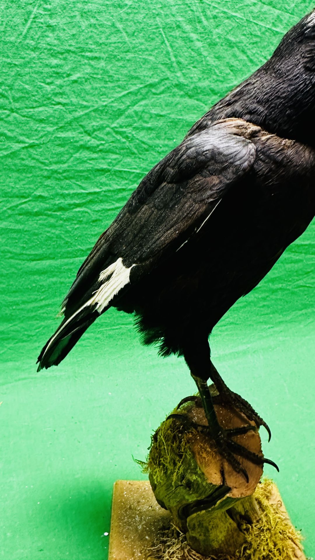 TAXIDERMY: A MOUNTED CROW IN A NATURALISTIC SETTING, W 22 X H 40CM. - Image 3 of 13