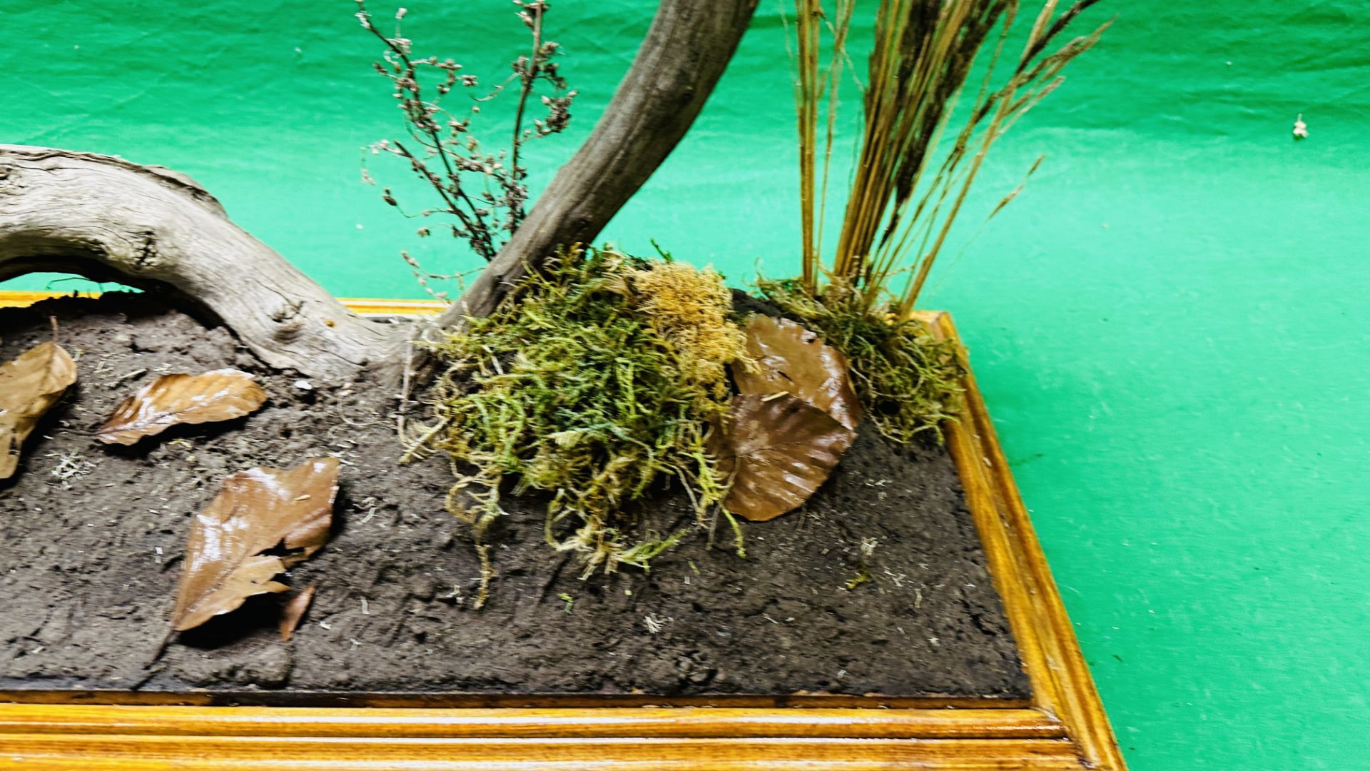 TAXIDERMY: A PAIR OF MOUNTED MAGPIES IN A NATURALISTIC SETTING, W 71 X D 28 X H 65CM. - Image 9 of 17