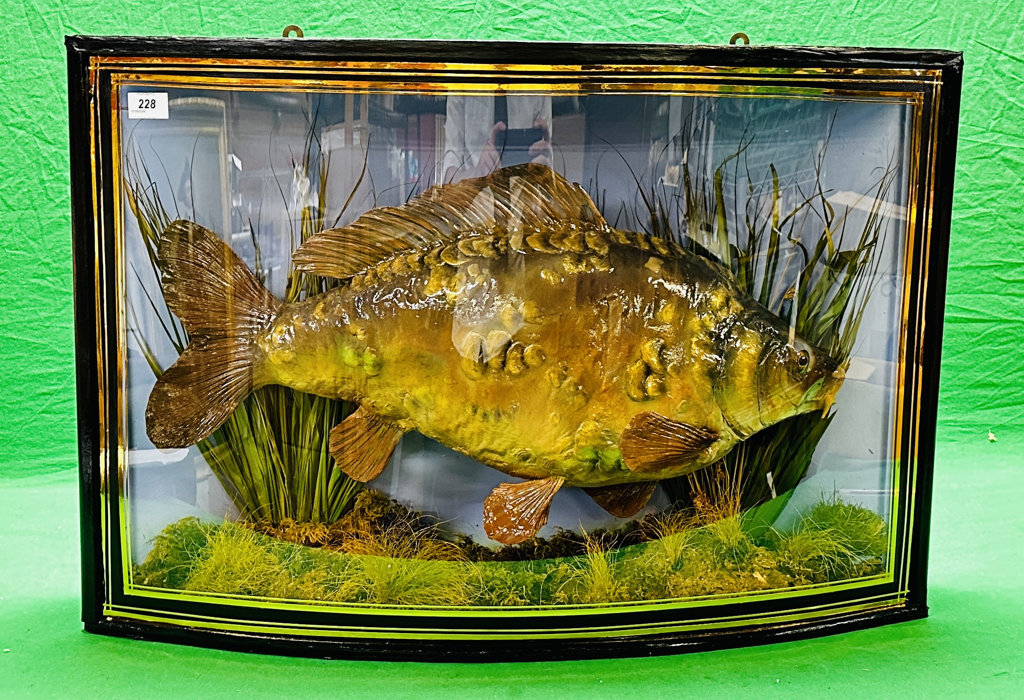 TAXIDERMY: A BOW FRONTED CASED STUDY OF A MOUNTED CARP IN A NATURALISTIC SETTING, - Bild 7 aus 14