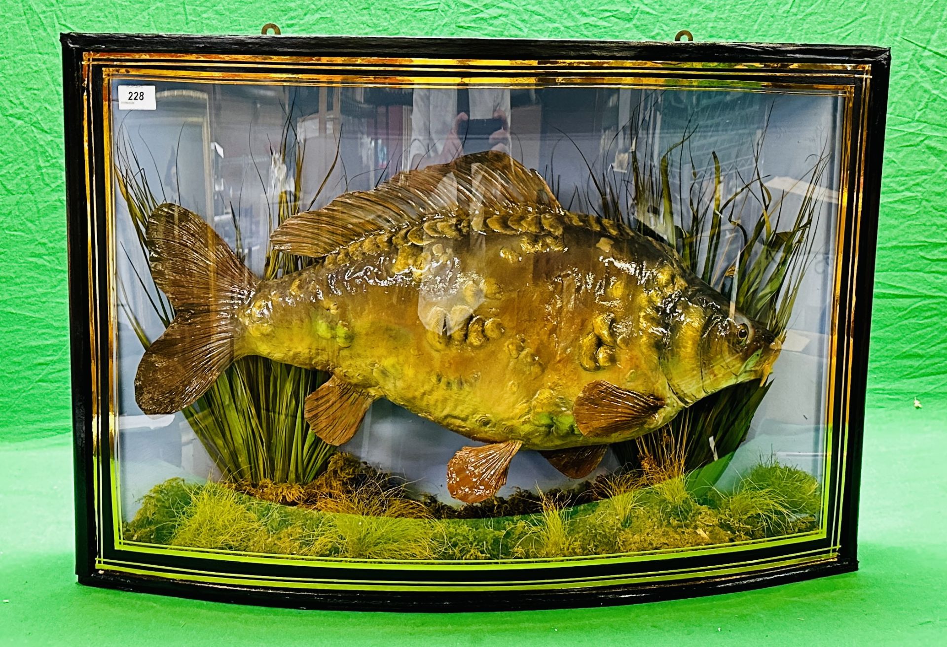 TAXIDERMY: A BOW FRONTED CASED STUDY OF A MOUNTED CARP IN A NATURALISTIC SETTING, - Image 7 of 14