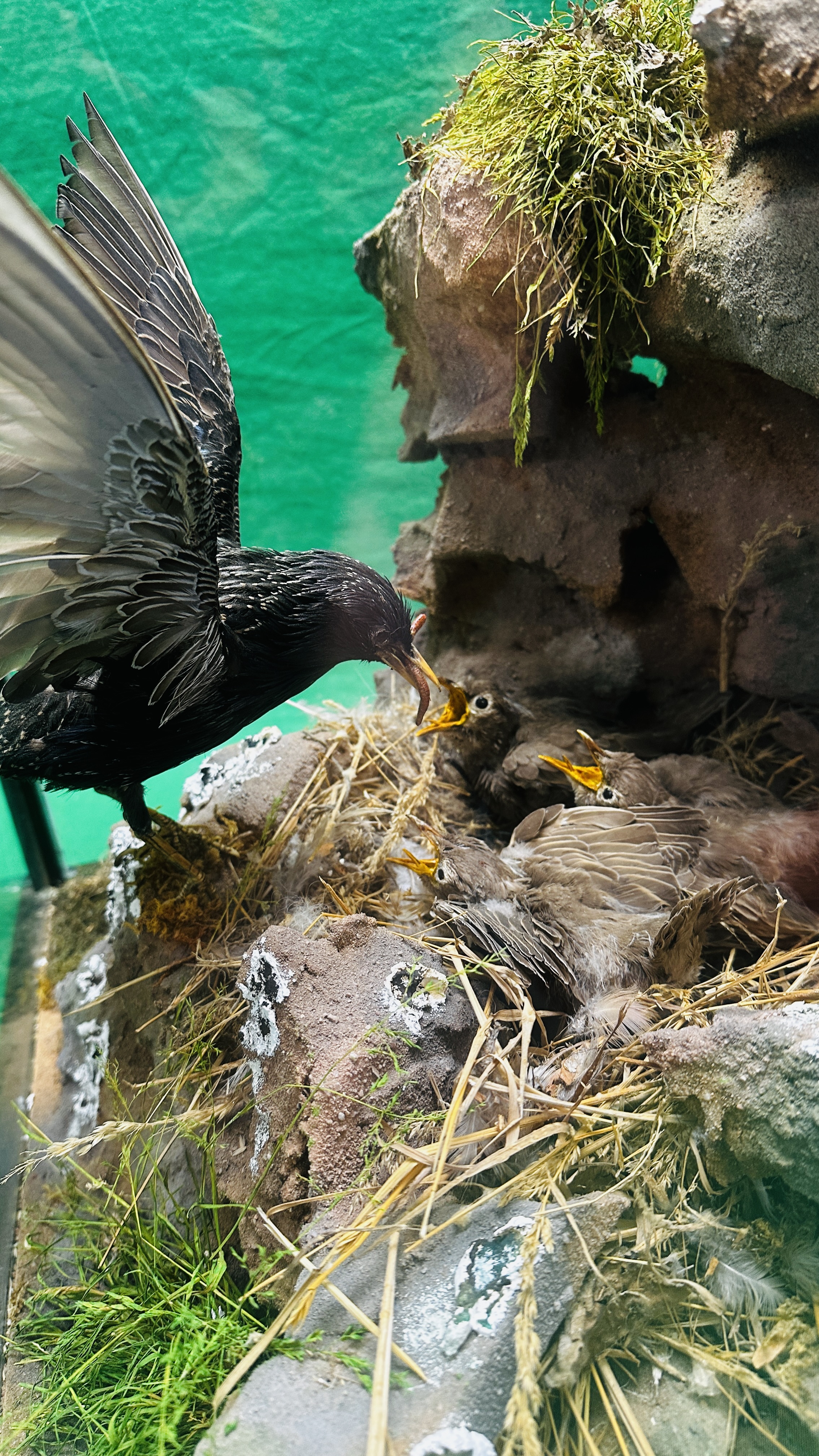 A GLAZED CASED TAXIDERMY STUDY OF A "STARLING" FEEDING HER YOUNG IN A NATURALISTIC SETTING. - Bild 3 aus 12