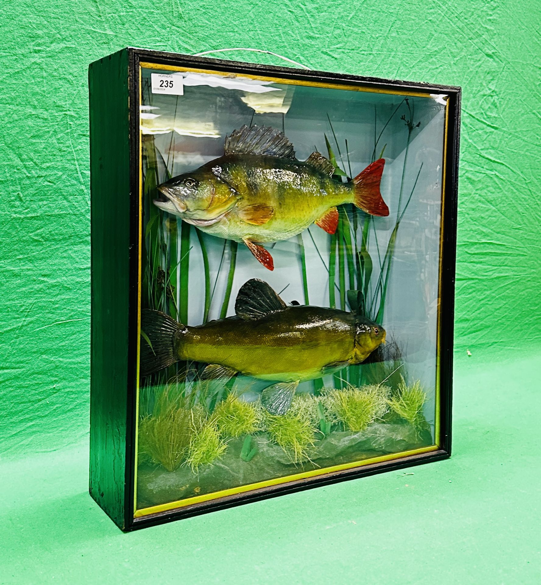 TAXIDERMY: A CASED STUDY OF A MOUNTED PERCH AND TENCH IN A NATURALISTIC SETTING, - Image 13 of 13