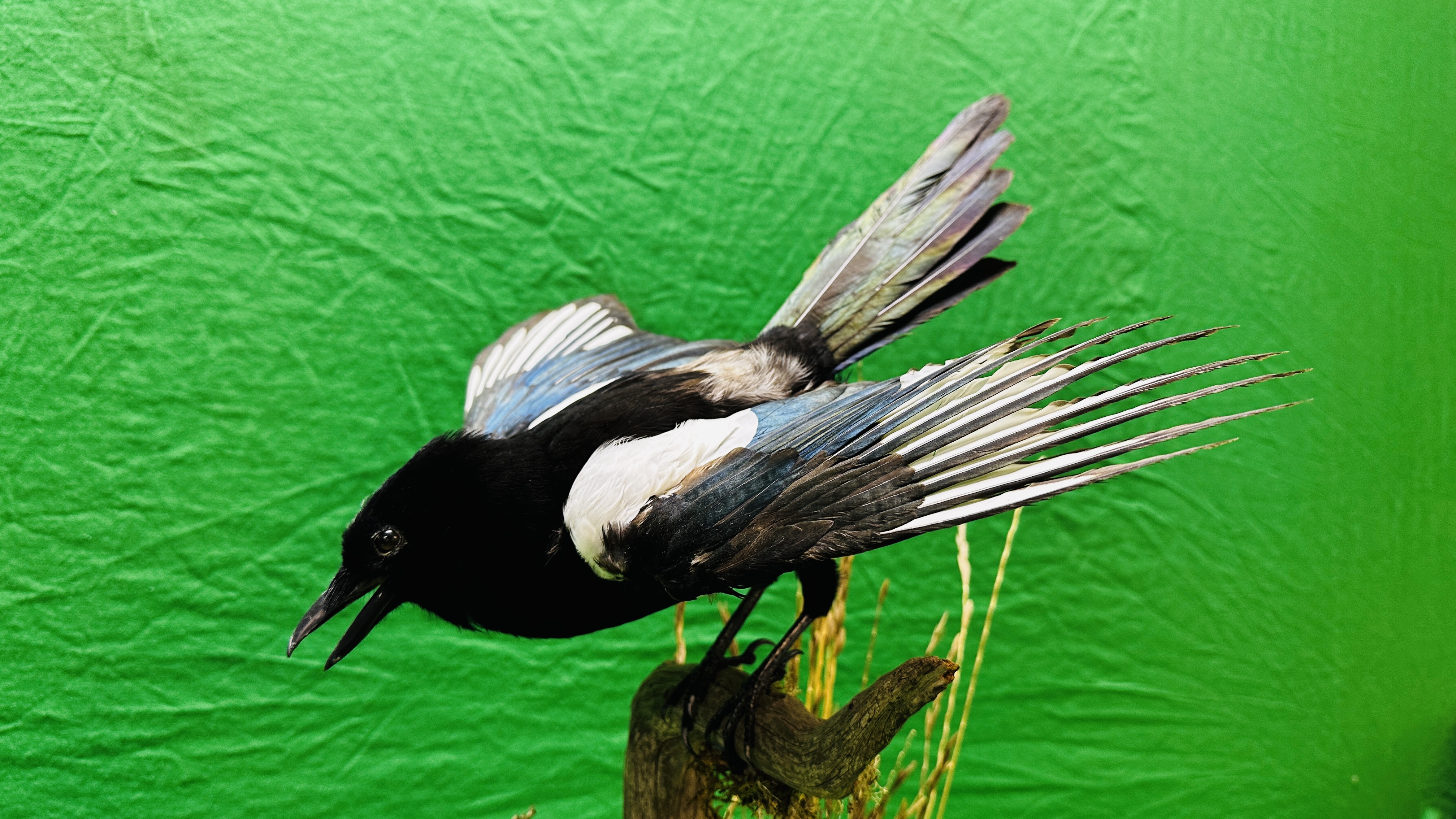 TAXIDERMY: A PAIR OF MOUNTED MAGPIES IN A NATURALISTIC SETTING, W 71 X D 28 X H 65CM. - Bild 3 aus 17