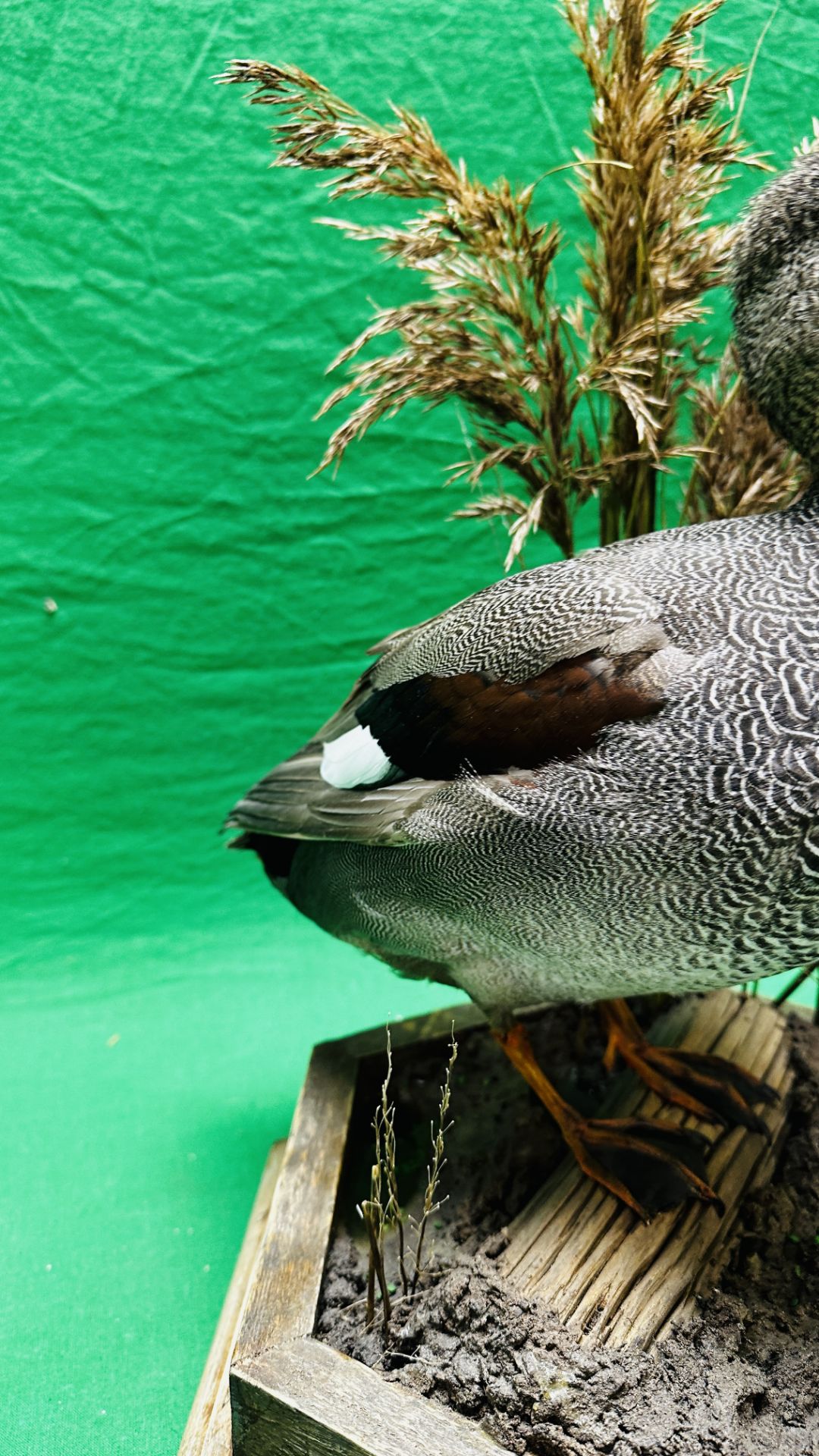 TAXIDERMY: A MOUNTED GADWALL IN A NATURALISTIC SETTING, W 31 X H 53CM. - Image 5 of 12