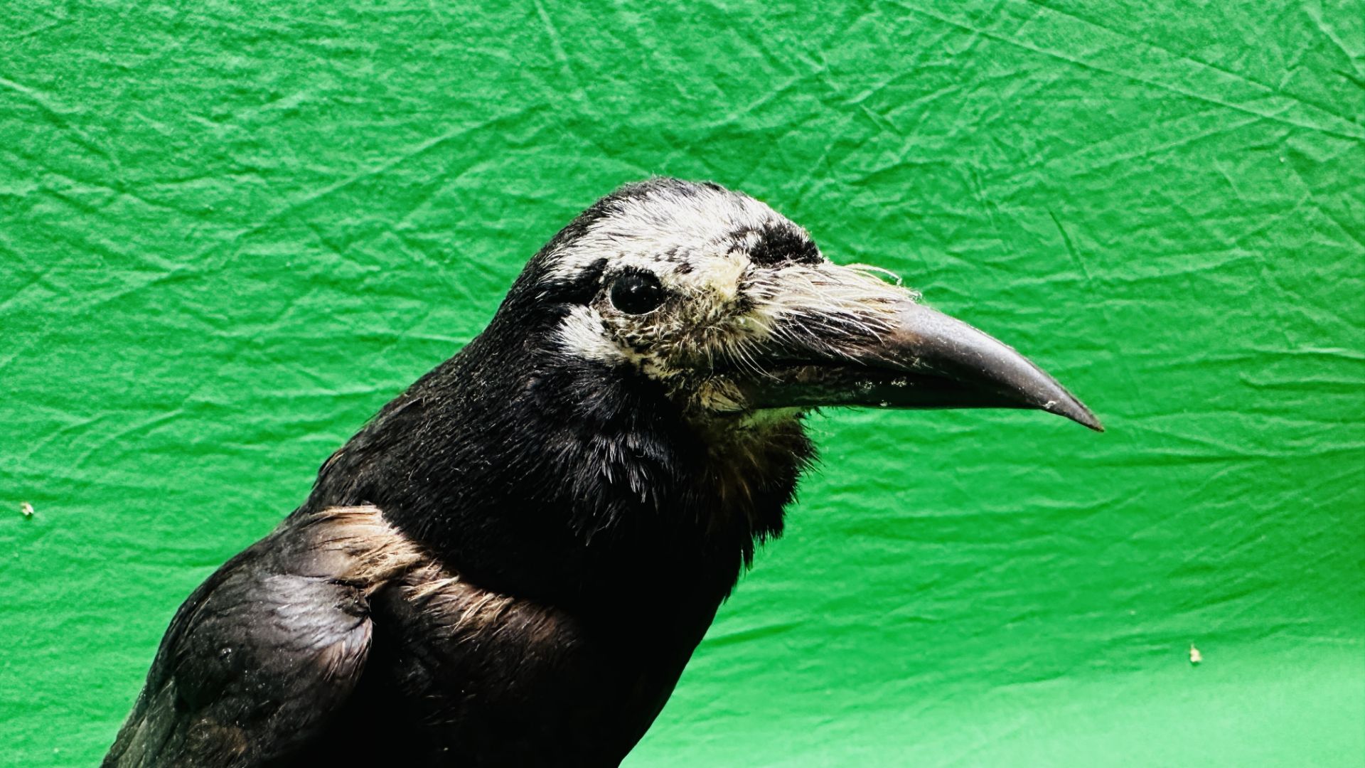 TAXIDERMY: A MOUNTED CROW IN A NATURALISTIC SETTING, W 22 X H 40CM. - Image 8 of 13