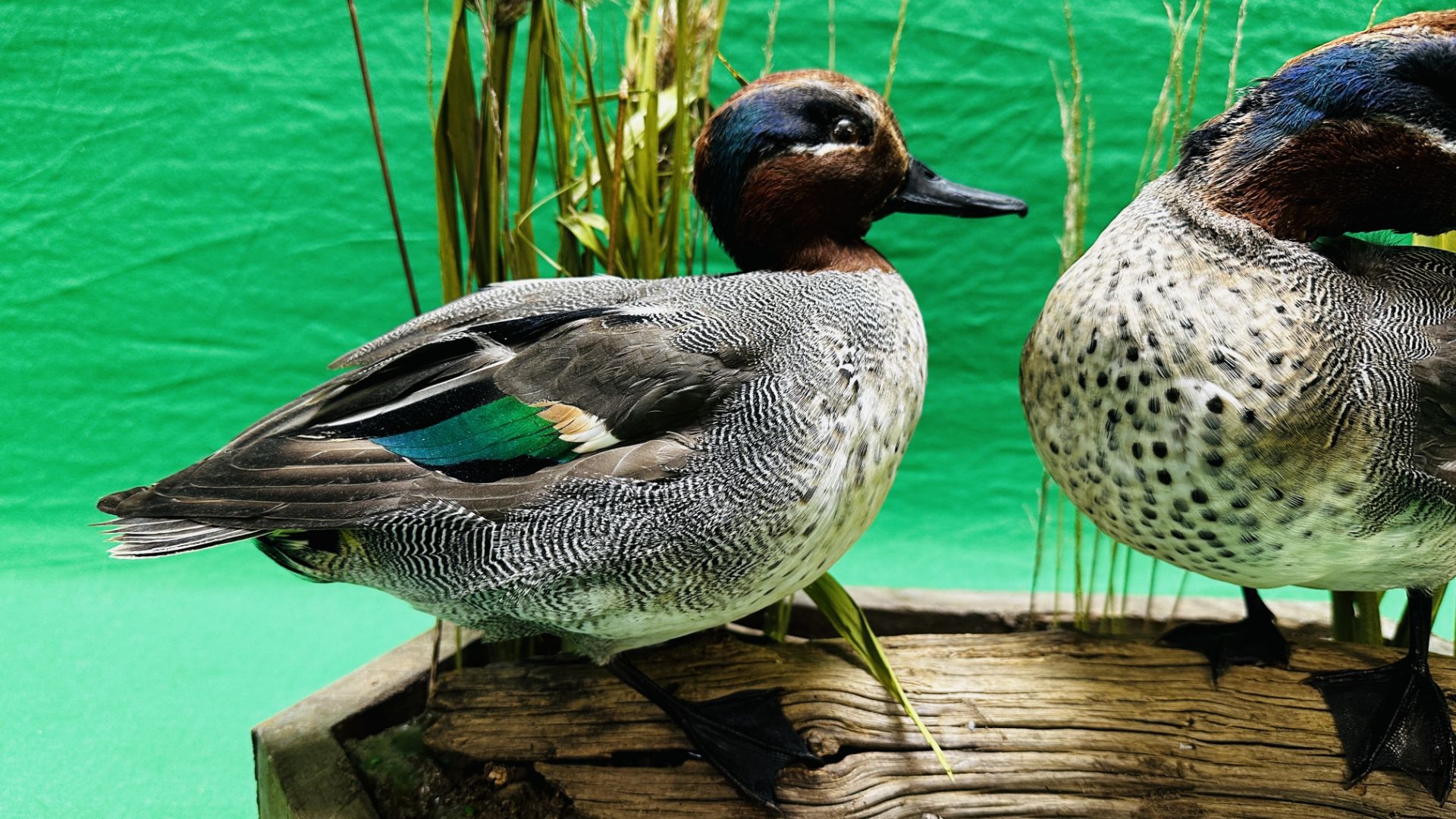 TAXIDERMY: A PAIR OF MOUNTED TEAL IN A NATURALISTIC SETTING, W 55 X H 44CM. - Image 4 of 18