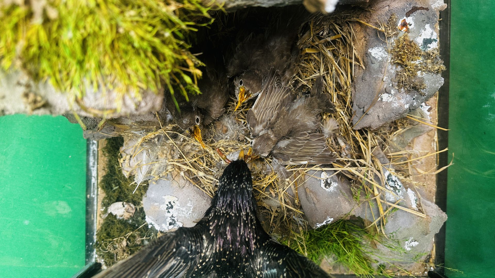 A GLAZED CASED TAXIDERMY STUDY OF A "STARLING" FEEDING HER YOUNG IN A NATURALISTIC SETTING. - Image 8 of 12