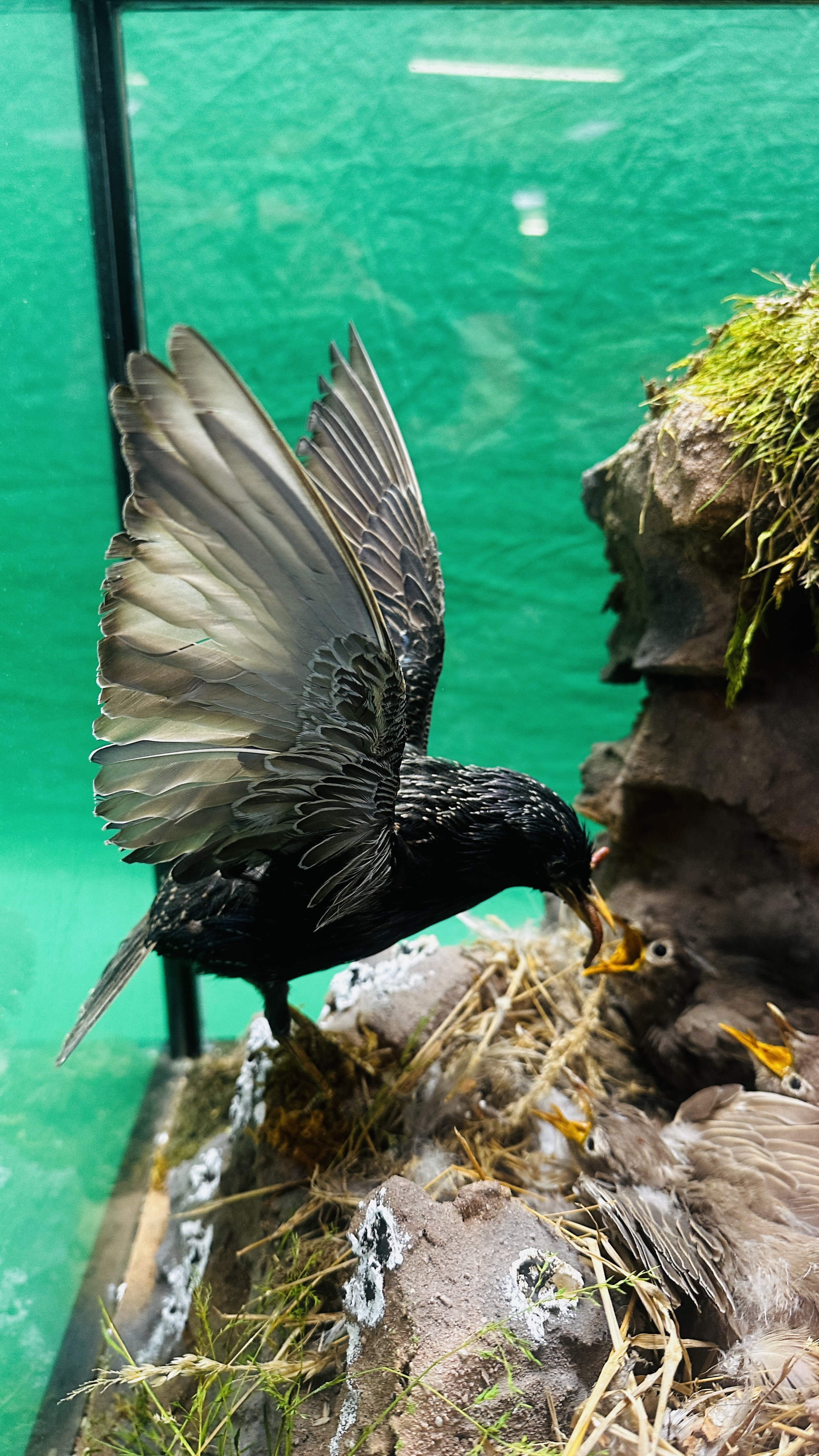 A GLAZED CASED TAXIDERMY STUDY OF A "STARLING" FEEDING HER YOUNG IN A NATURALISTIC SETTING. - Bild 2 aus 12