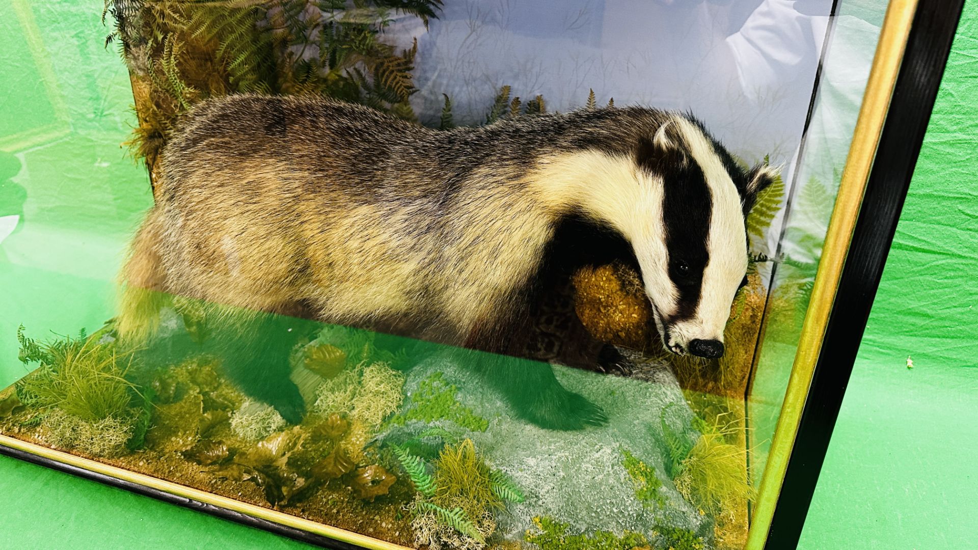 TAXIDERMY: A CASED STUDY OF A BADGER IN A NATURALISTIC SETTING, W 92 X D 41 X H 63CM. - Image 8 of 22