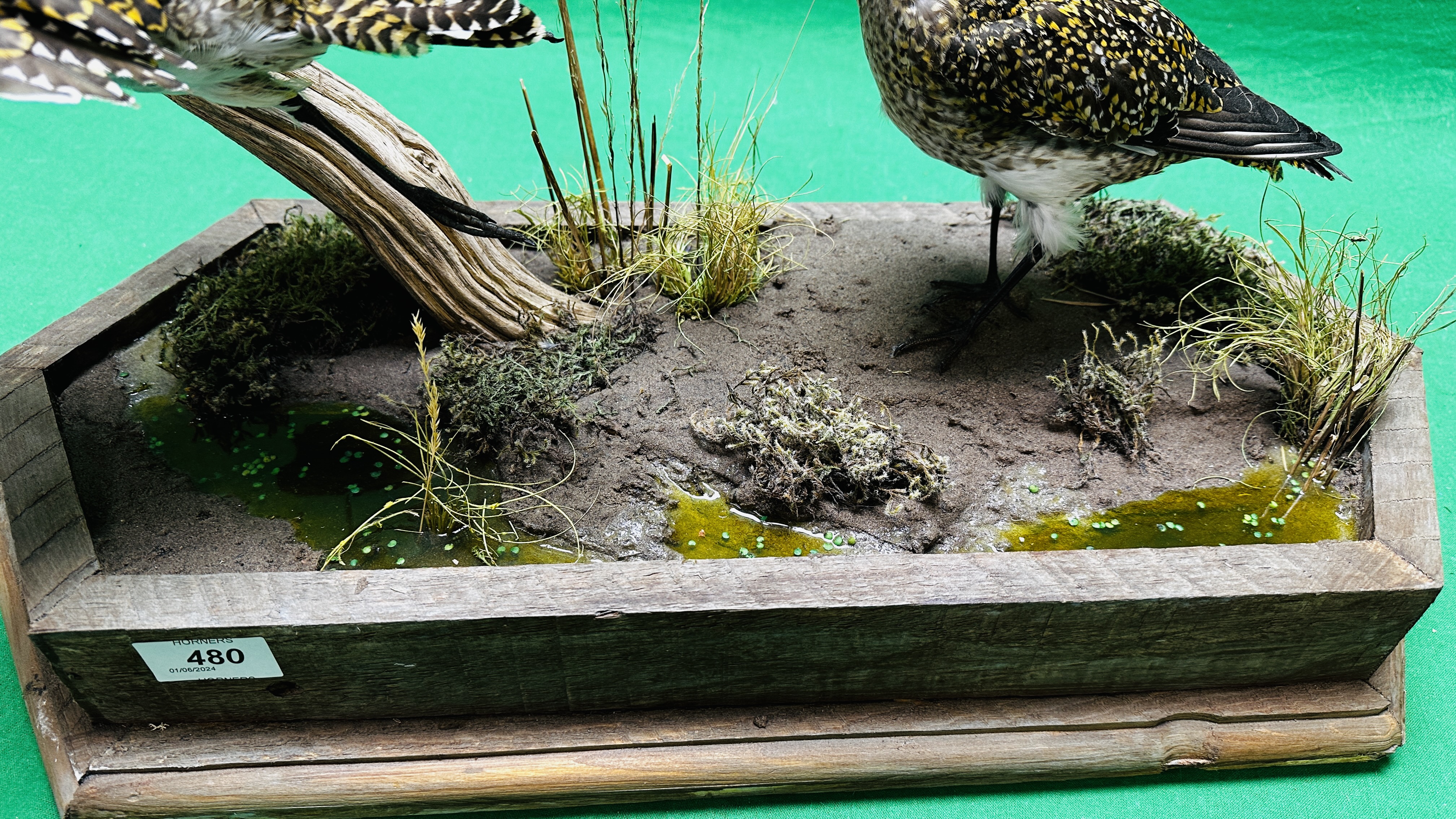 TAXIDERMY: A MOUNTED PAIR OF GOLDEN PLOVER IN A NATURALISTIC SETTING, W 60 X H 34CM. - Bild 8 aus 12