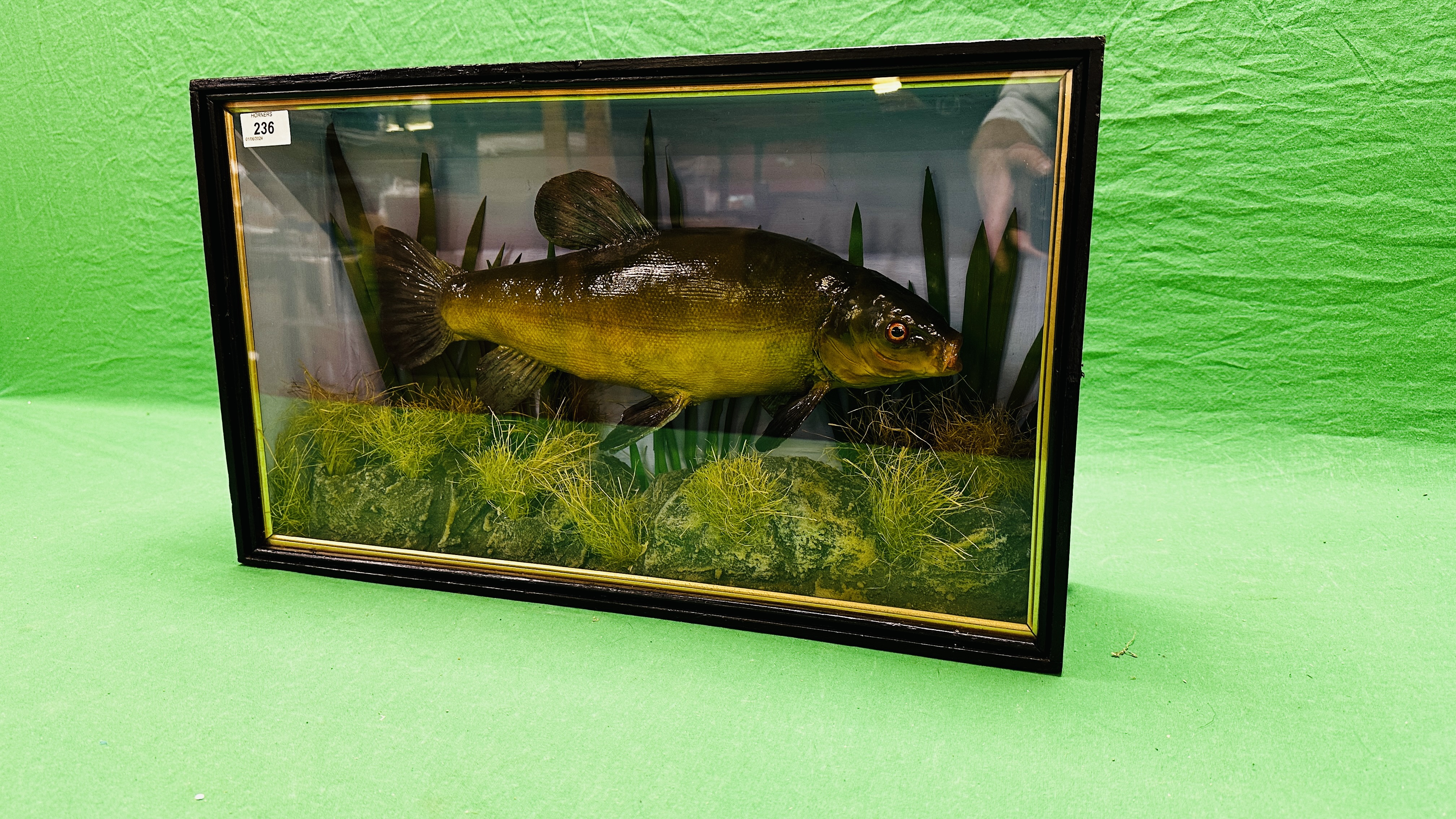 TAXIDERMY: A CASED STUDY OF A MOUNTED TENCH IN A NATURALISTIC SETTING, W 56 X D 13 X H 33CM. - Image 3 of 11