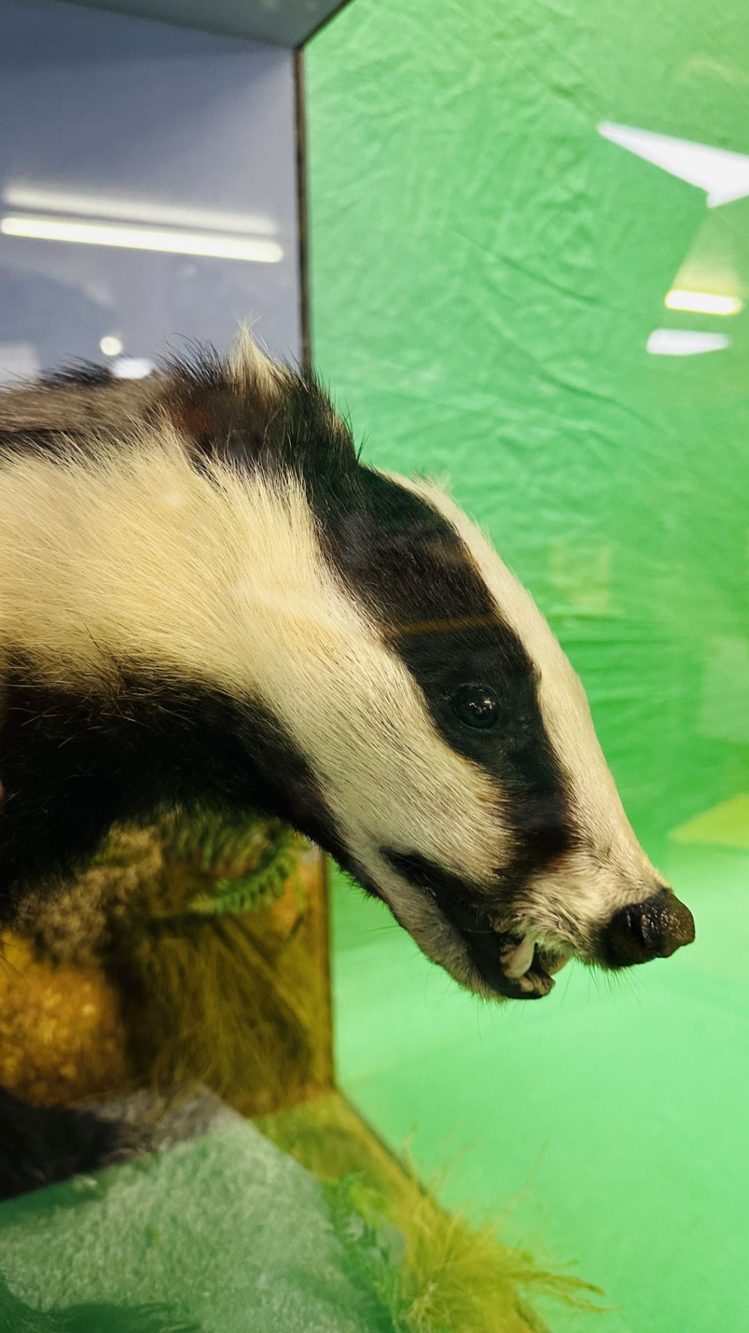 TAXIDERMY: A CASED STUDY OF A BADGER IN A NATURALISTIC SETTING, W 92 X D 41 X H 63CM. - Image 4 of 22