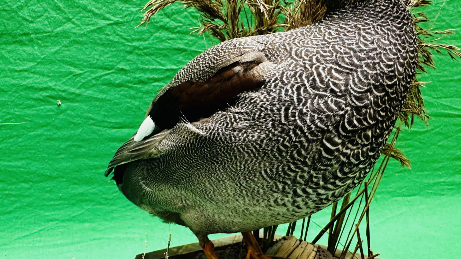 TAXIDERMY: A MOUNTED GADWALL IN A NATURALISTIC SETTING, W 31 X H 53CM. - Image 11 of 12