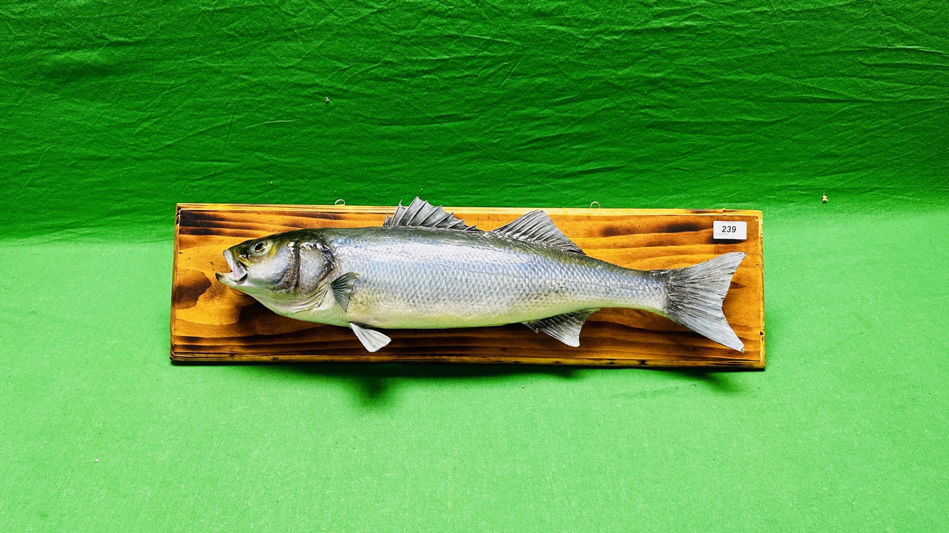 TAXIDERMY: A WALL MOUNTED STUDY OF A SEA BASS, W 71 X H 19CM. - Image 8 of 8
