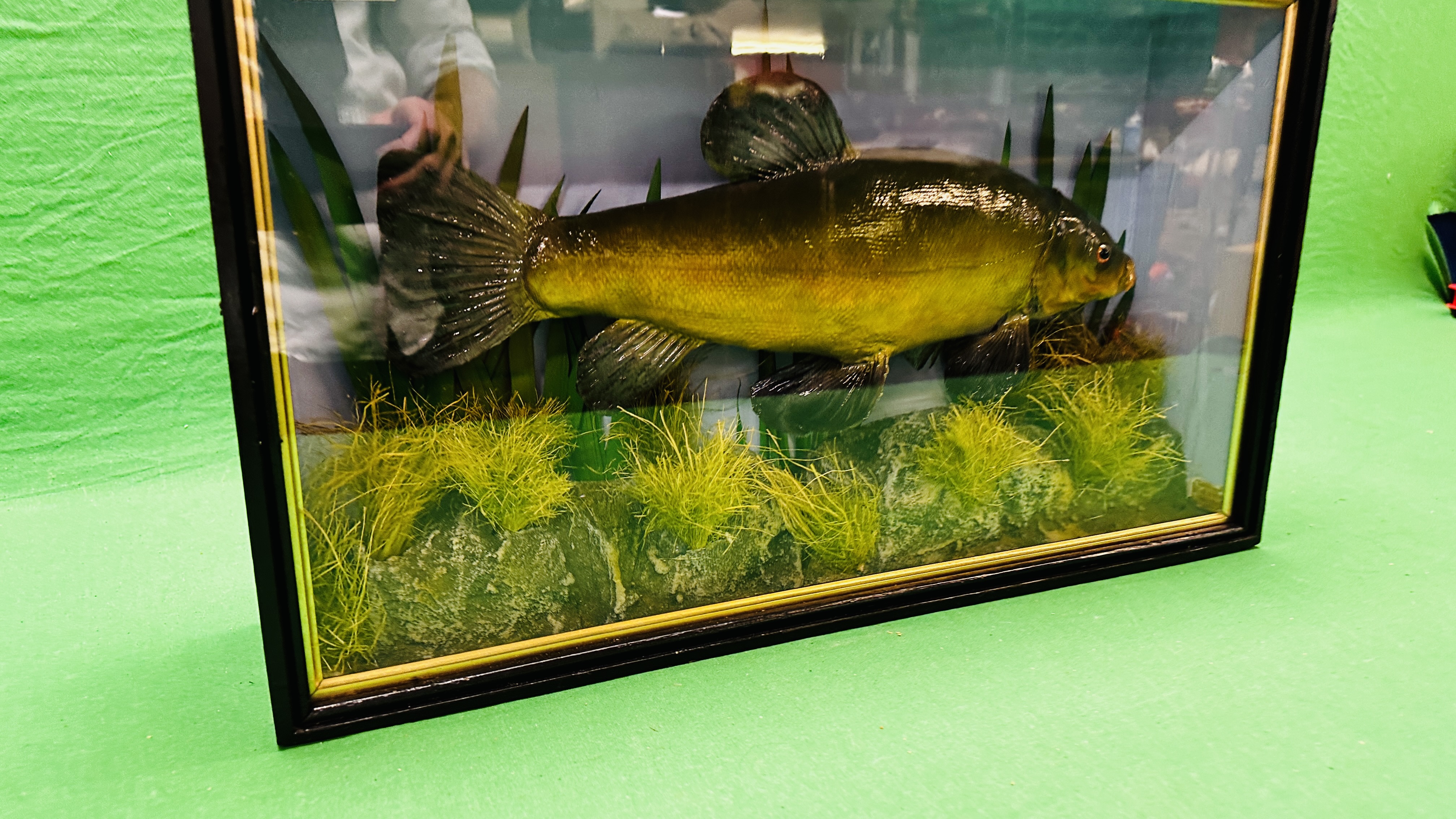 TAXIDERMY: A CASED STUDY OF A MOUNTED TENCH IN A NATURALISTIC SETTING, W 56 X D 13 X H 33CM. - Bild 10 aus 11