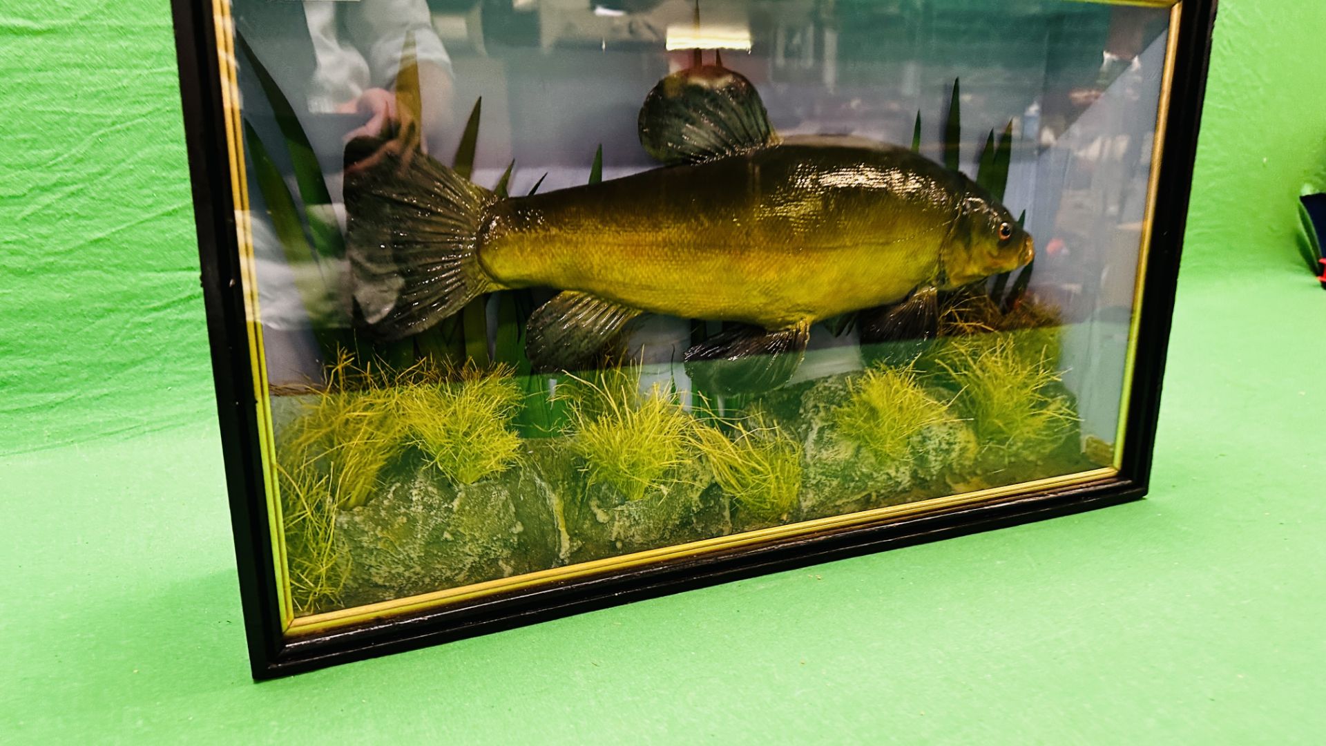 TAXIDERMY: A CASED STUDY OF A MOUNTED TENCH IN A NATURALISTIC SETTING, W 56 X D 13 X H 33CM. - Image 10 of 11