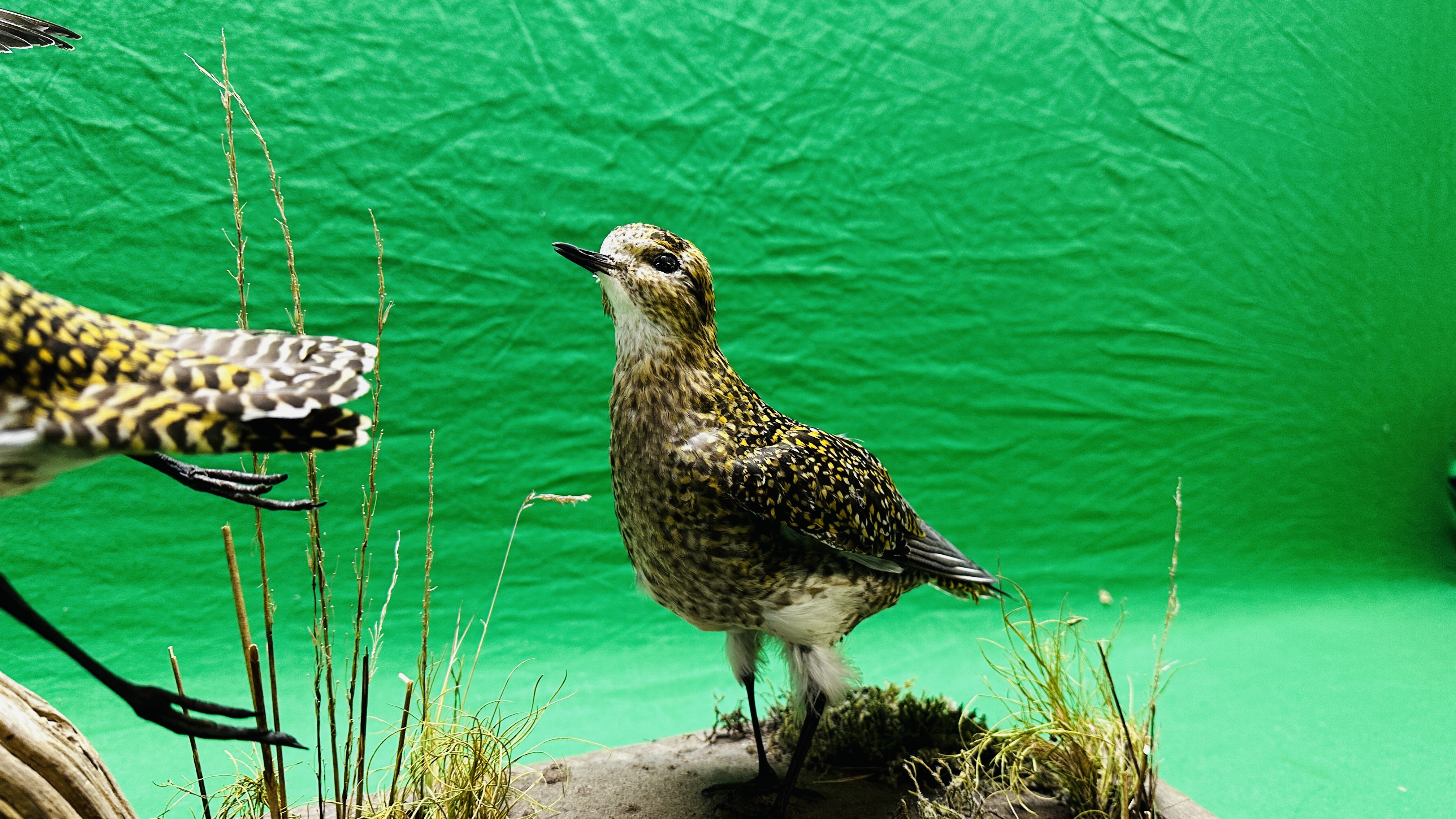 TAXIDERMY: A MOUNTED PAIR OF GOLDEN PLOVER IN A NATURALISTIC SETTING, W 60 X H 34CM. - Bild 5 aus 12